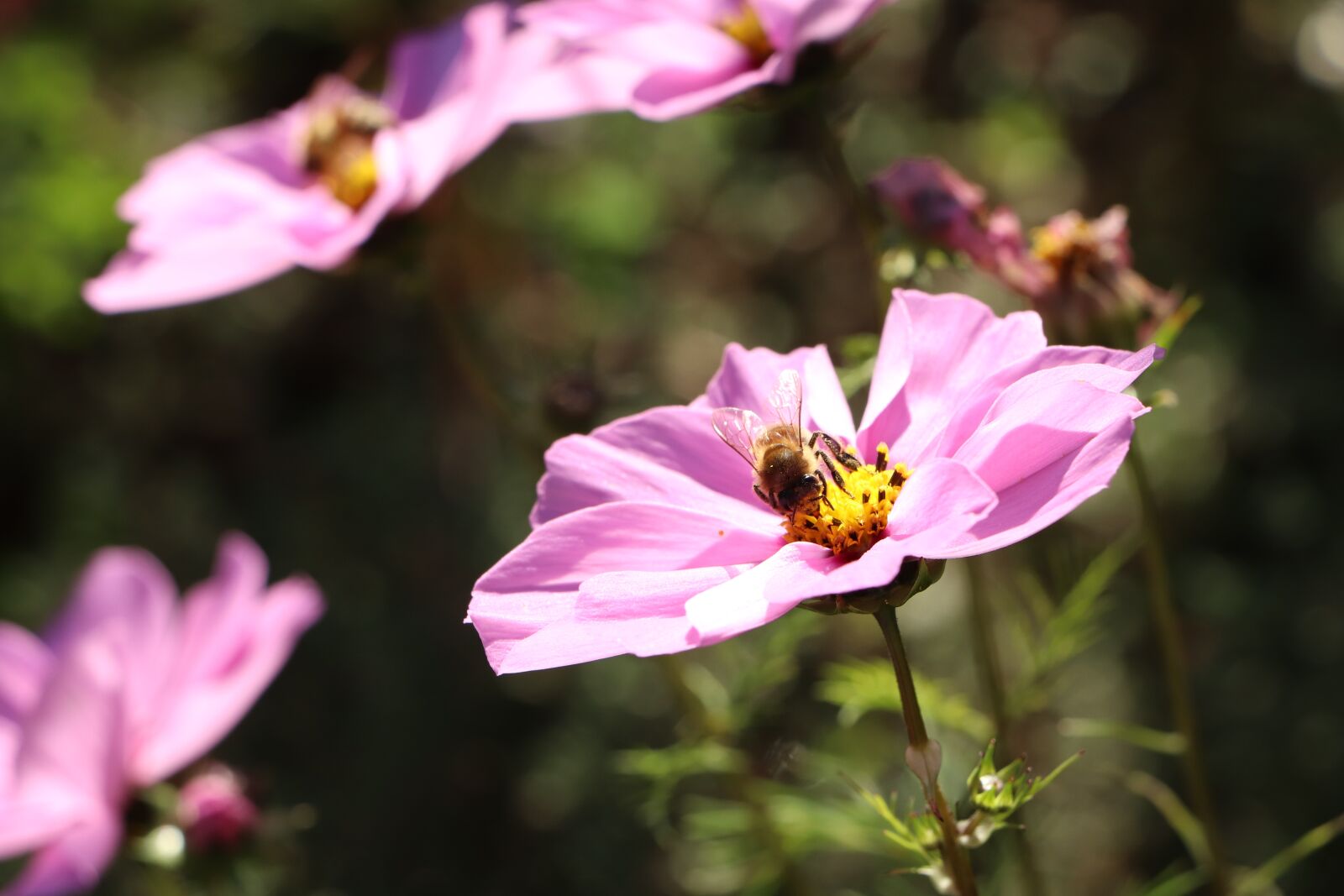 Canon EOS 800D (EOS Rebel T7i / EOS Kiss X9i) sample photo. Flower, bee, cosmos photography