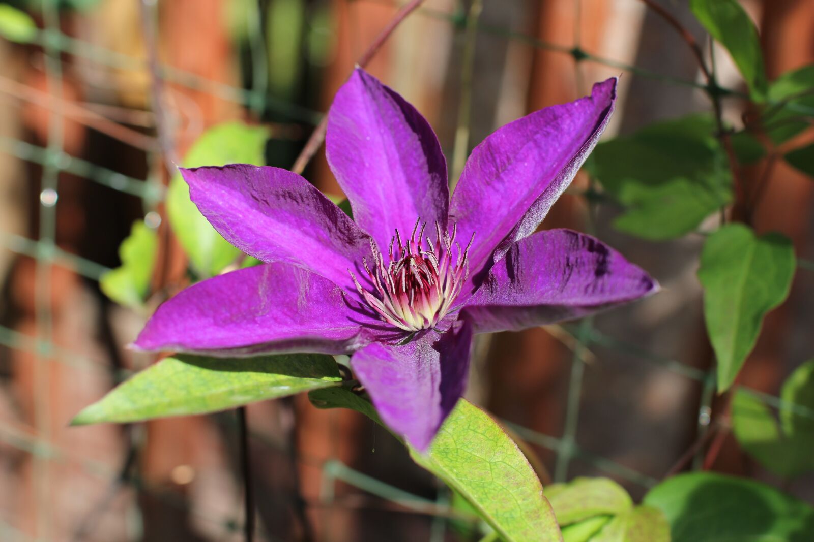 Canon EOS 60D sample photo. Clematis, lozinka, plant photography