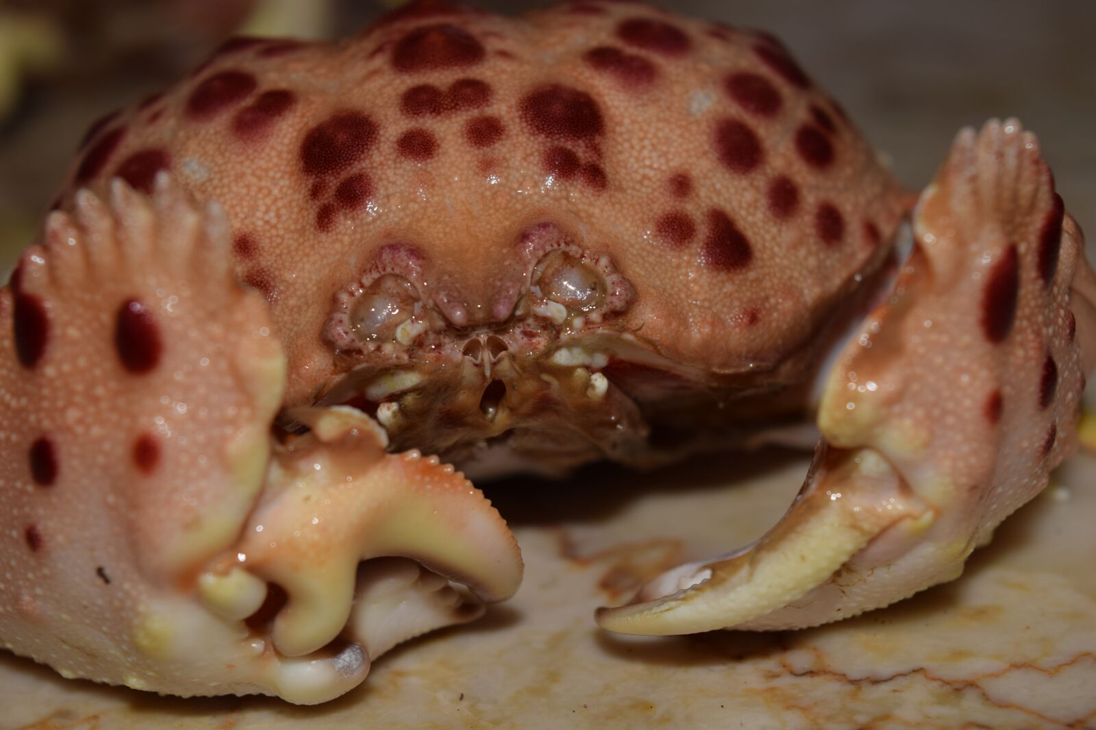 Nikon D3300 sample photo. Cancer, close up, fish photography