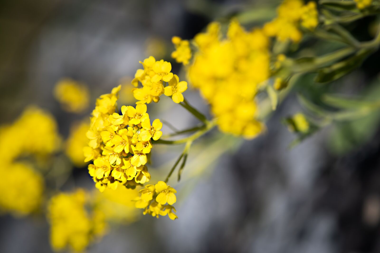 Nikon D750 sample photo. Flower, yellow, flowers photography