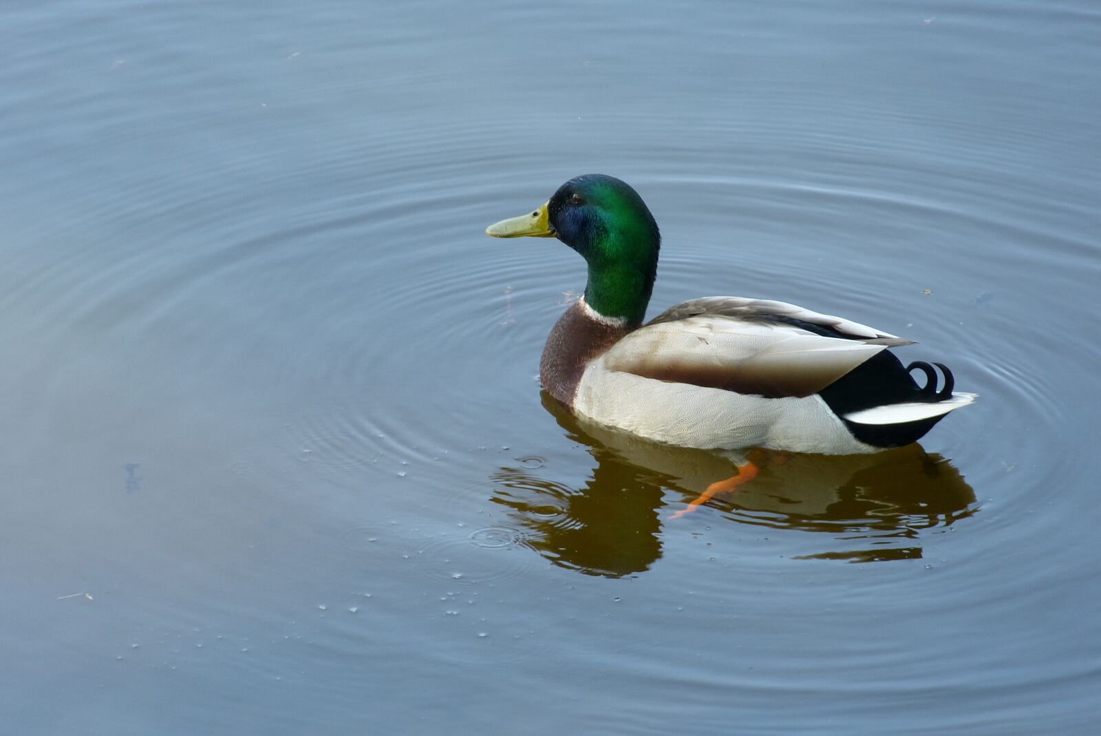 Panasonic Lumix DMC-FZ150 sample photo. Duck, drake, mallard photography