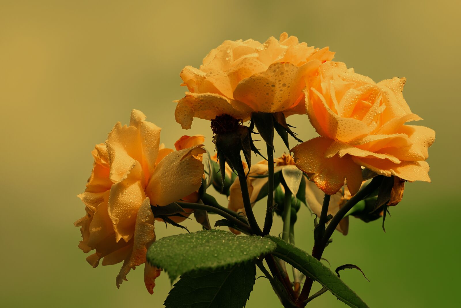 Fujifilm XF 55-200mm F3.5-4.8 R LM OIS sample photo. Roses, bloom, yellow photography