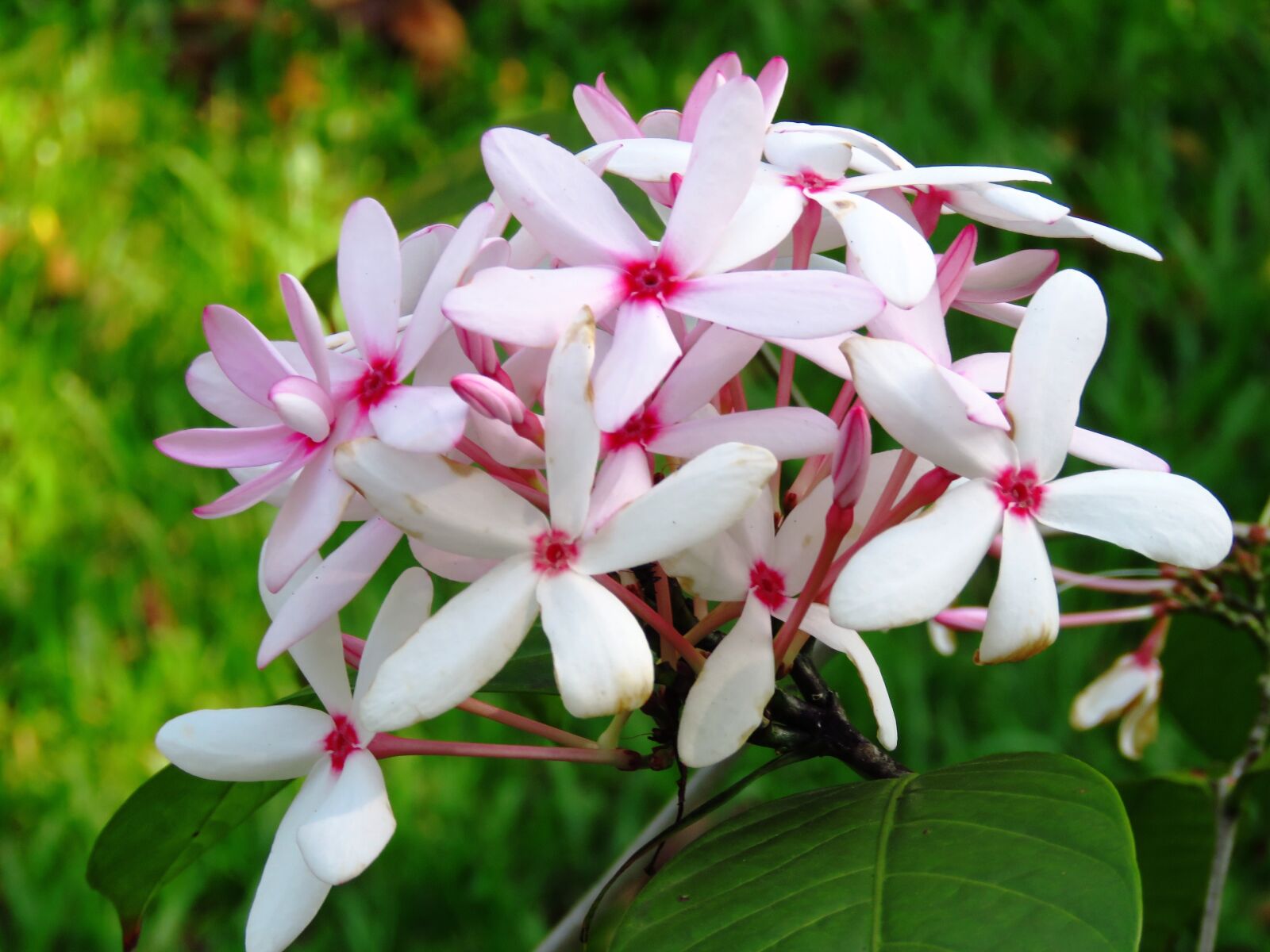 Canon PowerShot SX60 HS sample photo. Flower, fresh, close up photography
