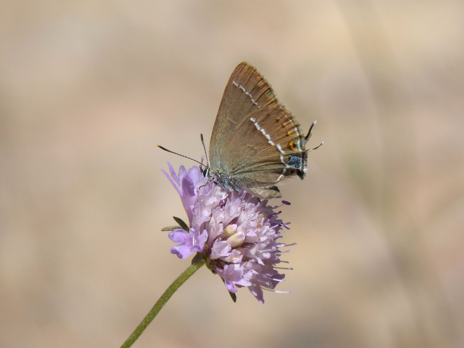 Panasonic DMC-FZ62 sample photo. Butterfly, flower, libar photography