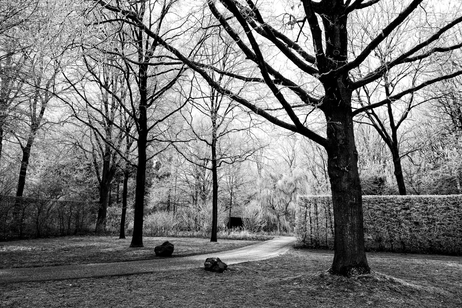 Sony Cyber-shot DSC-RX100 sample photo. Tree, hedge, path photography