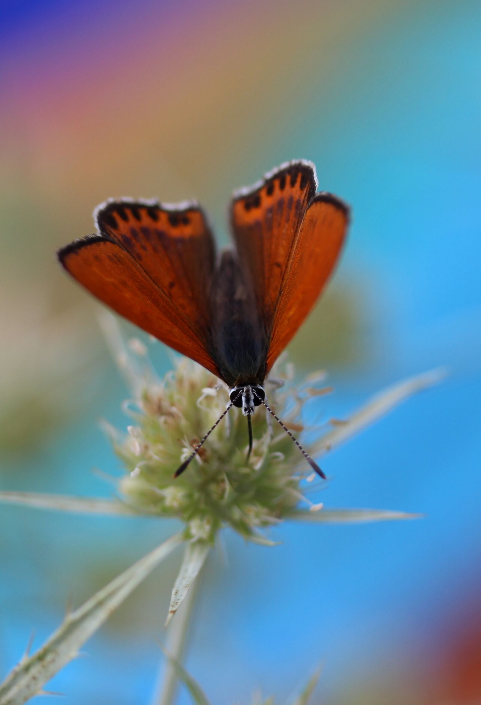 Canon EF-S 60mm F2.8 Macro USM sample photo. Butterfly, red, wings photography