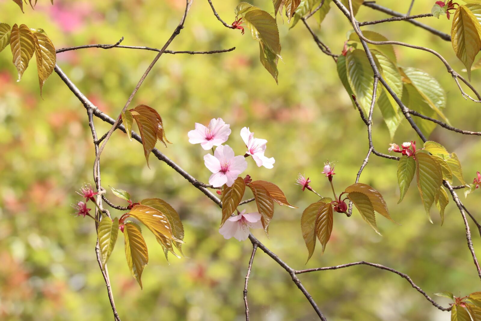 Canon EF-M 55-200mm F4.5-6.3 IS STM sample photo. Natural, flowers, spring photography
