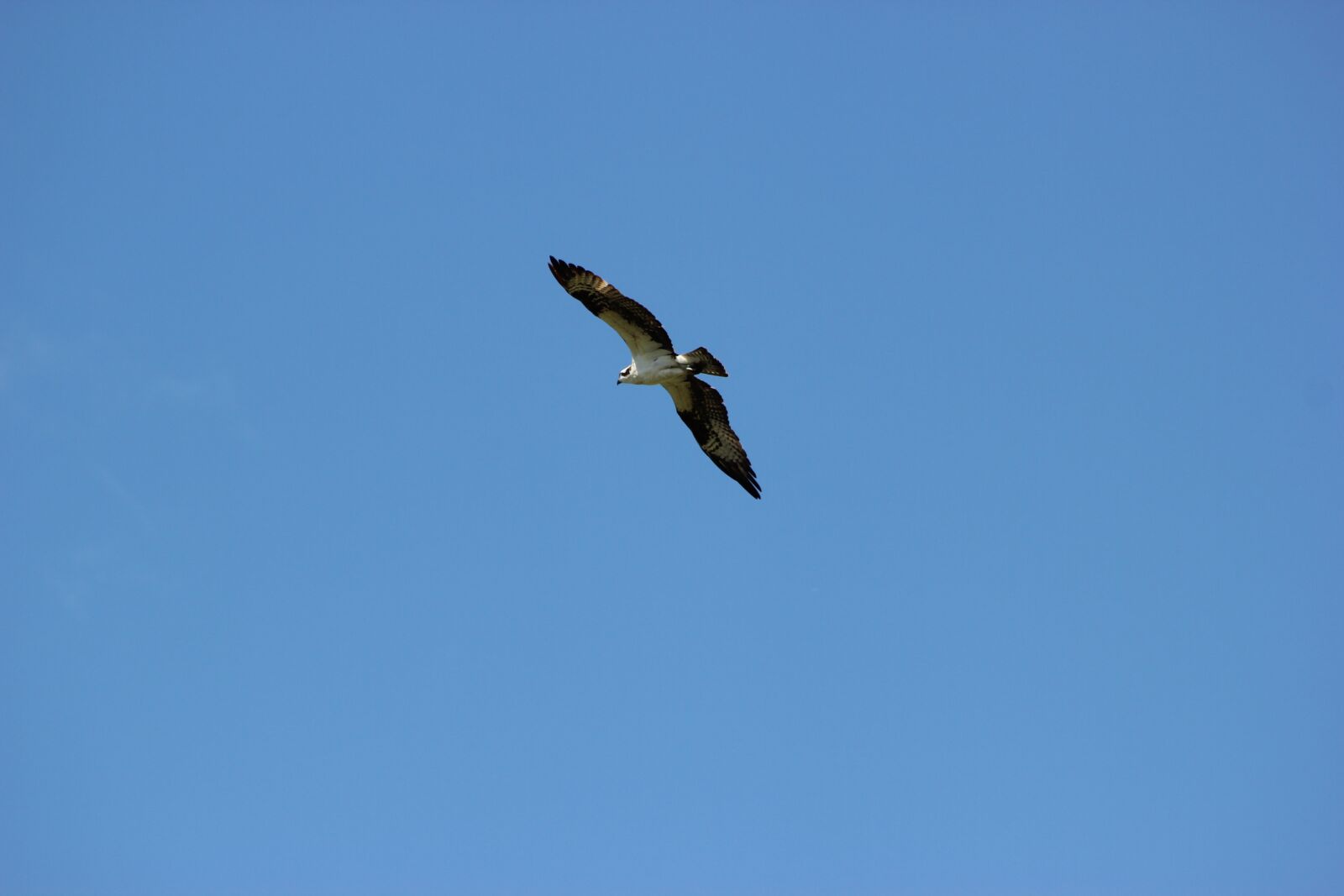 Canon EOS 550D (EOS Rebel T2i / EOS Kiss X4) sample photo. Osprey, flight, flying photography