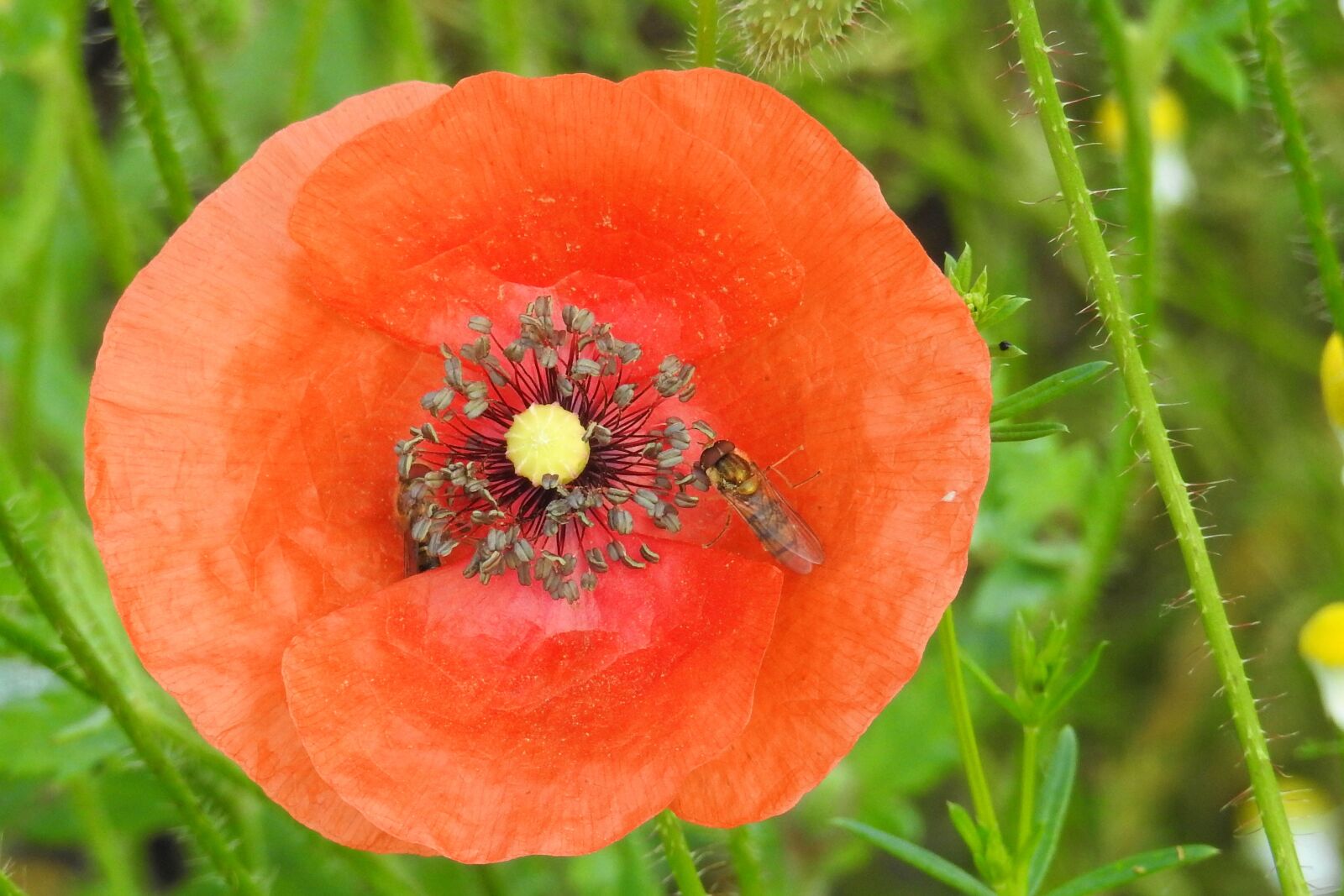 Nikon Coolpix P900 sample photo. Poppy, blossom, bloom photography