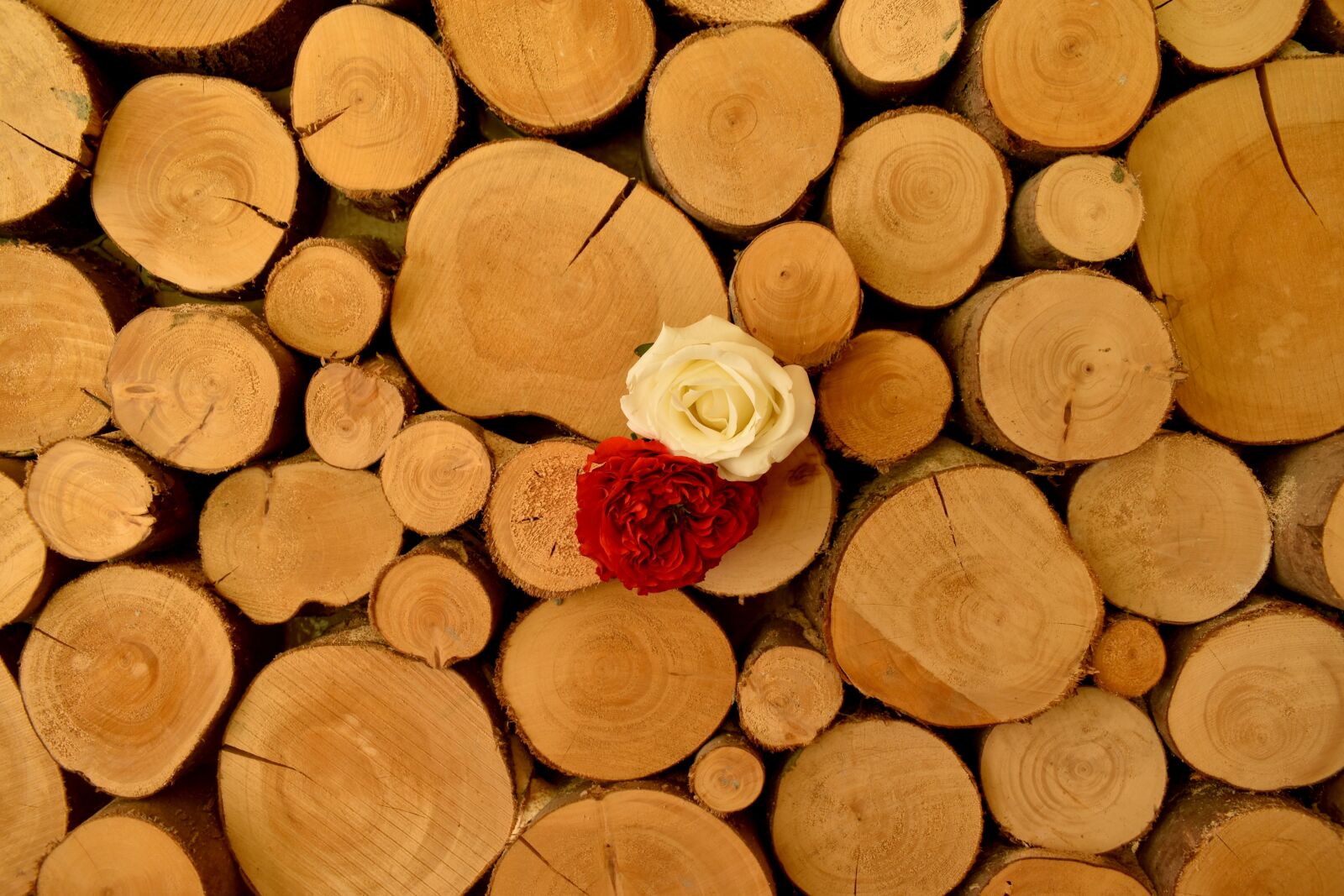 Nikon D3500 sample photo. Roses, rose, tree photography