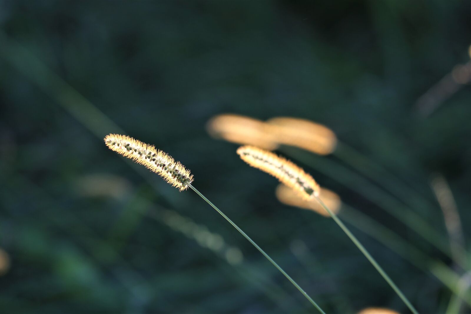 Canon EF 70-300 F4-5.6 IS II USM sample photo. Grass, meadow, green photography