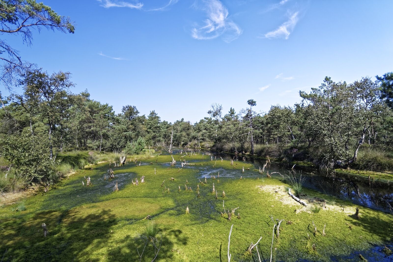 Nikon D500 sample photo. Germany, schneverdingen, pietz moor photography