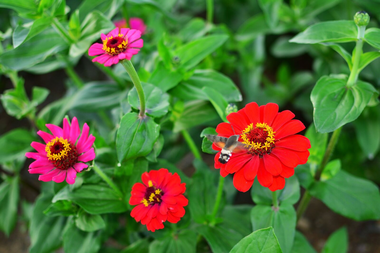 Nikon D7100 sample photo. Dream park, incheon, crape photography