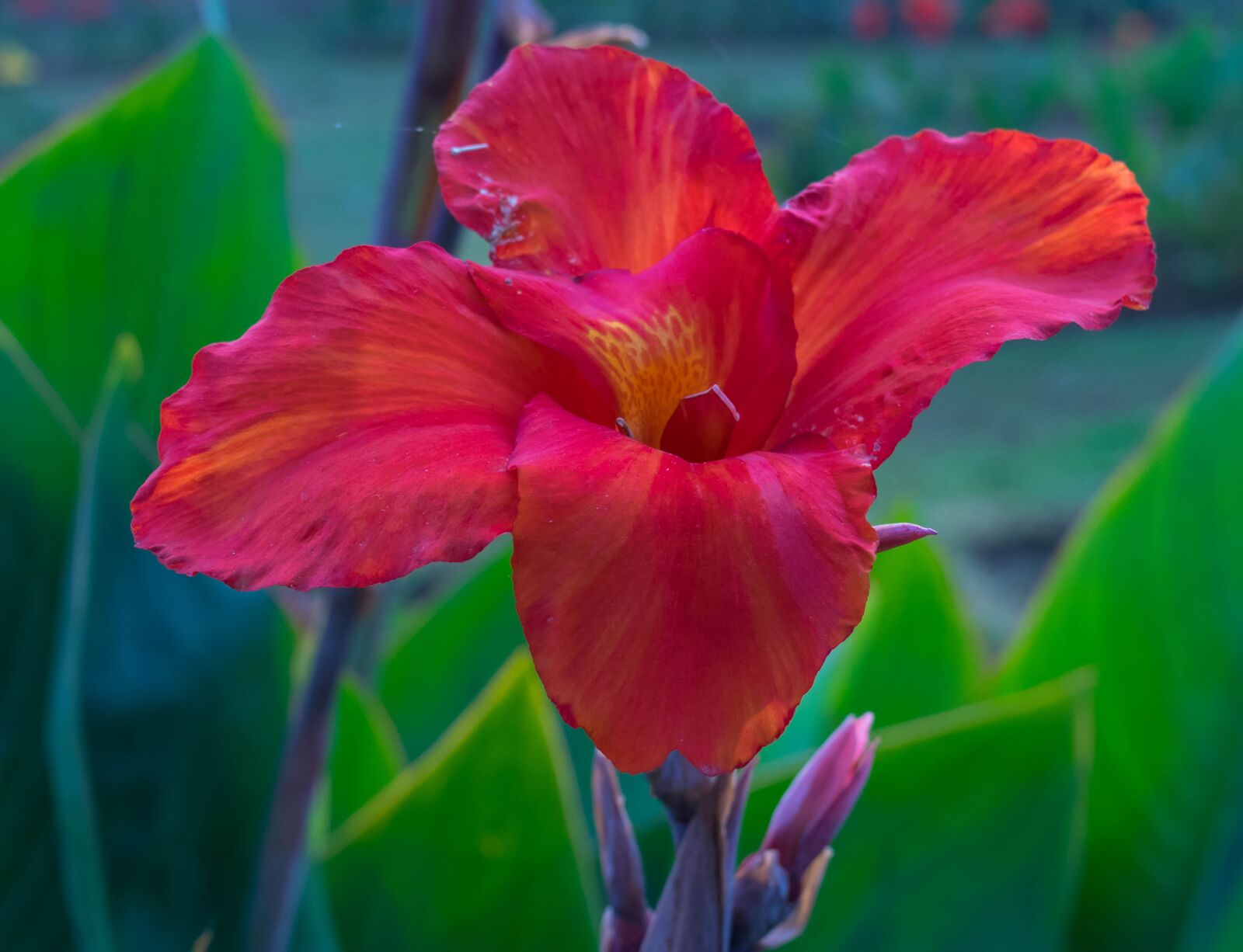 Nikon D5300 sample photo. New delhi, micro click photography