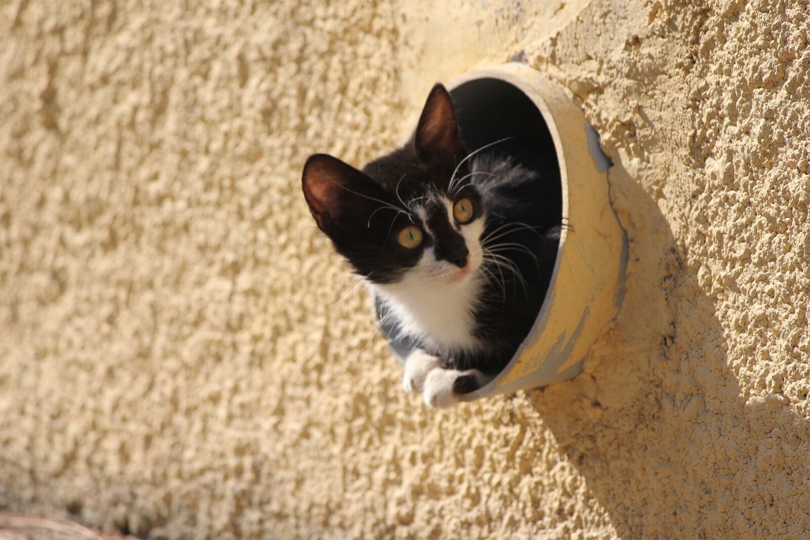 Canon EOS 550D (EOS Rebel T2i / EOS Kiss X4) sample photo. Cat, 3sixty, kitten photography