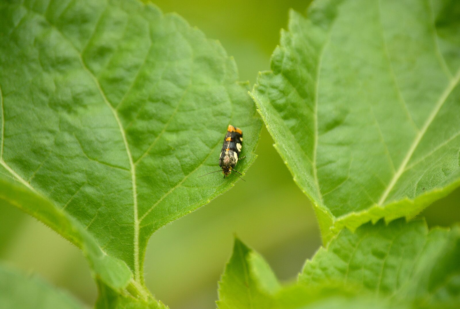 Nikon D5200 sample photo. Insect, leaf, insects photography