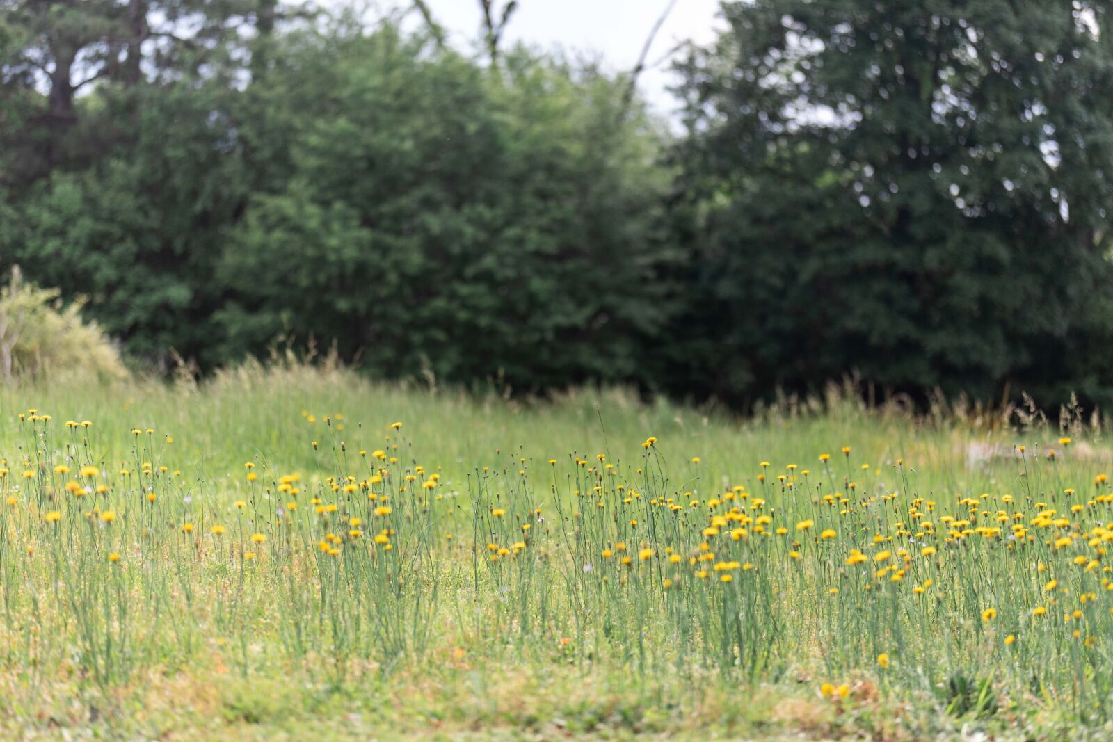 Canon EOS 5D Mark IV sample photo. Flowers, field, summer photography