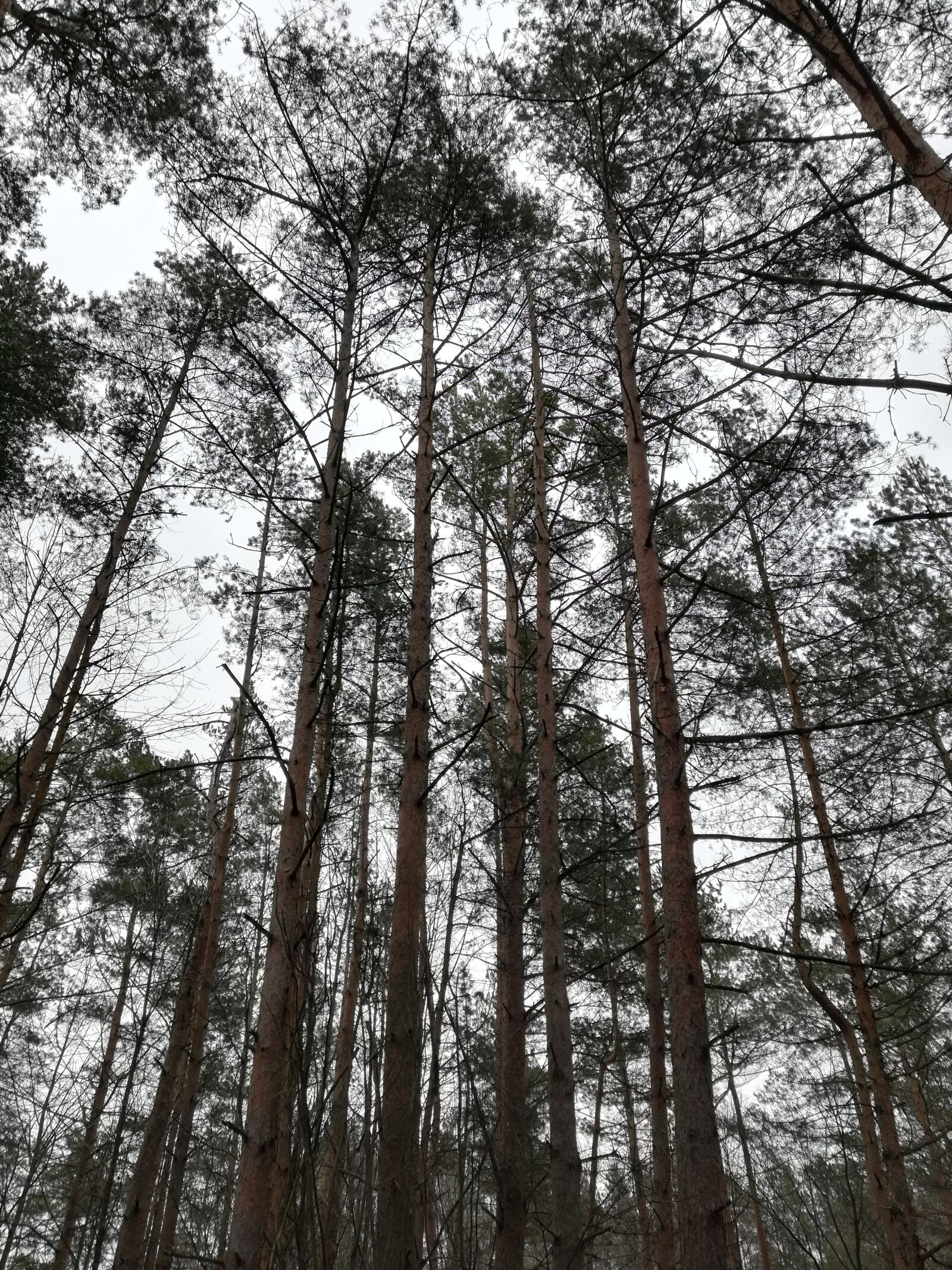 HUAWEI P10 lite sample photo. Forest, pine, coniferous photography