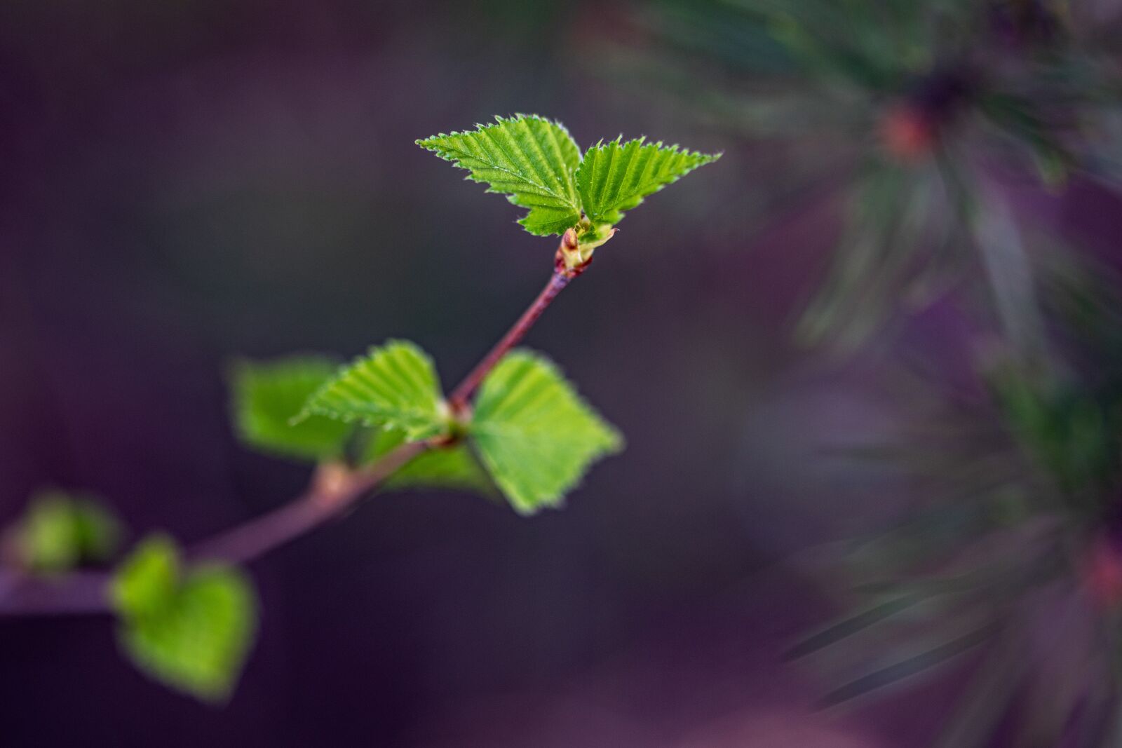 Nikon D5300 sample photo. Tree, foliage, green photography