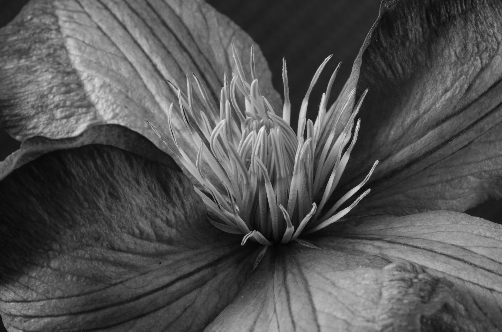 Nikon D5100 sample photo. Clematis, blossom, bloom photography