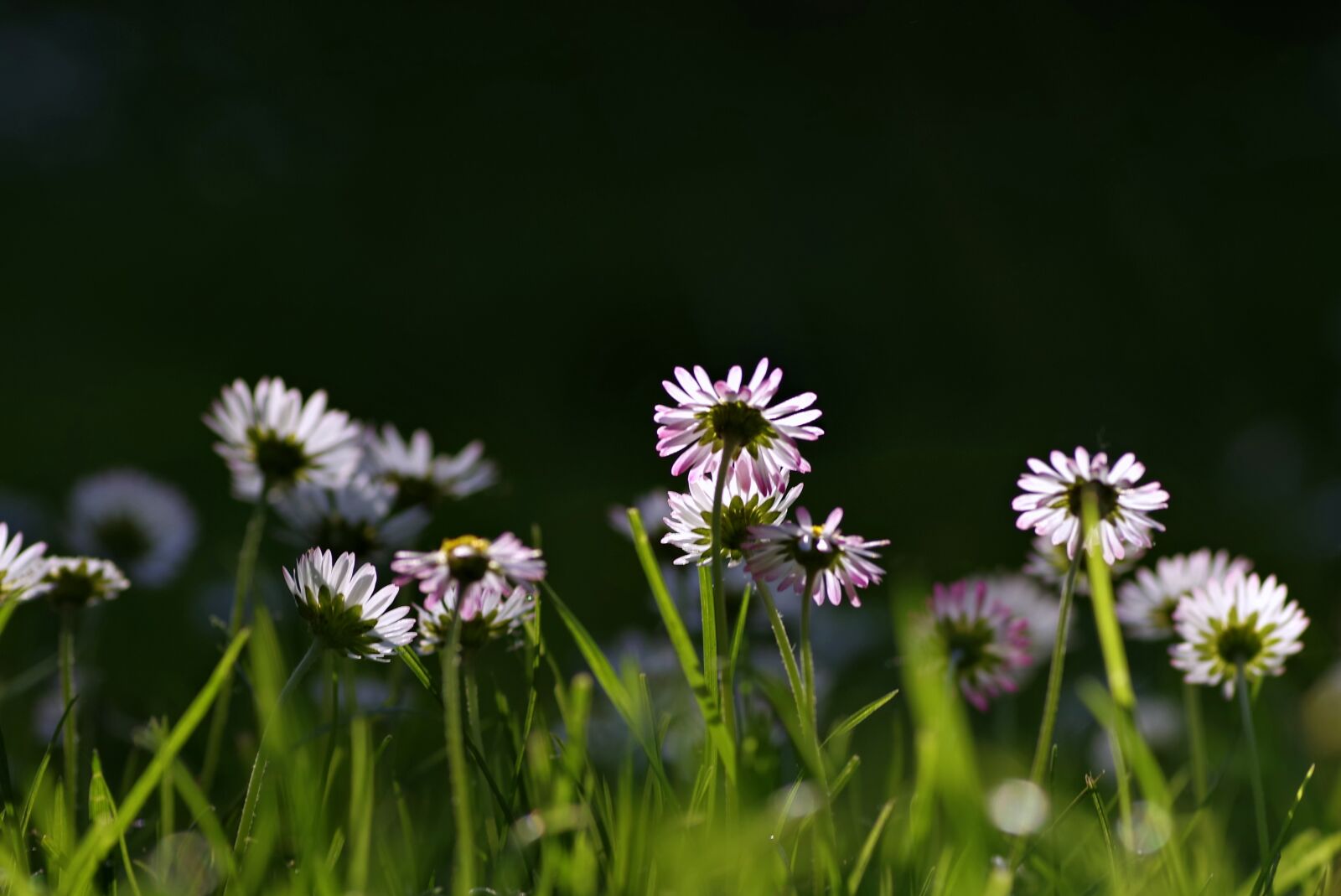 Pentax K-S2 sample photo. Daisies, grass, meadow photography