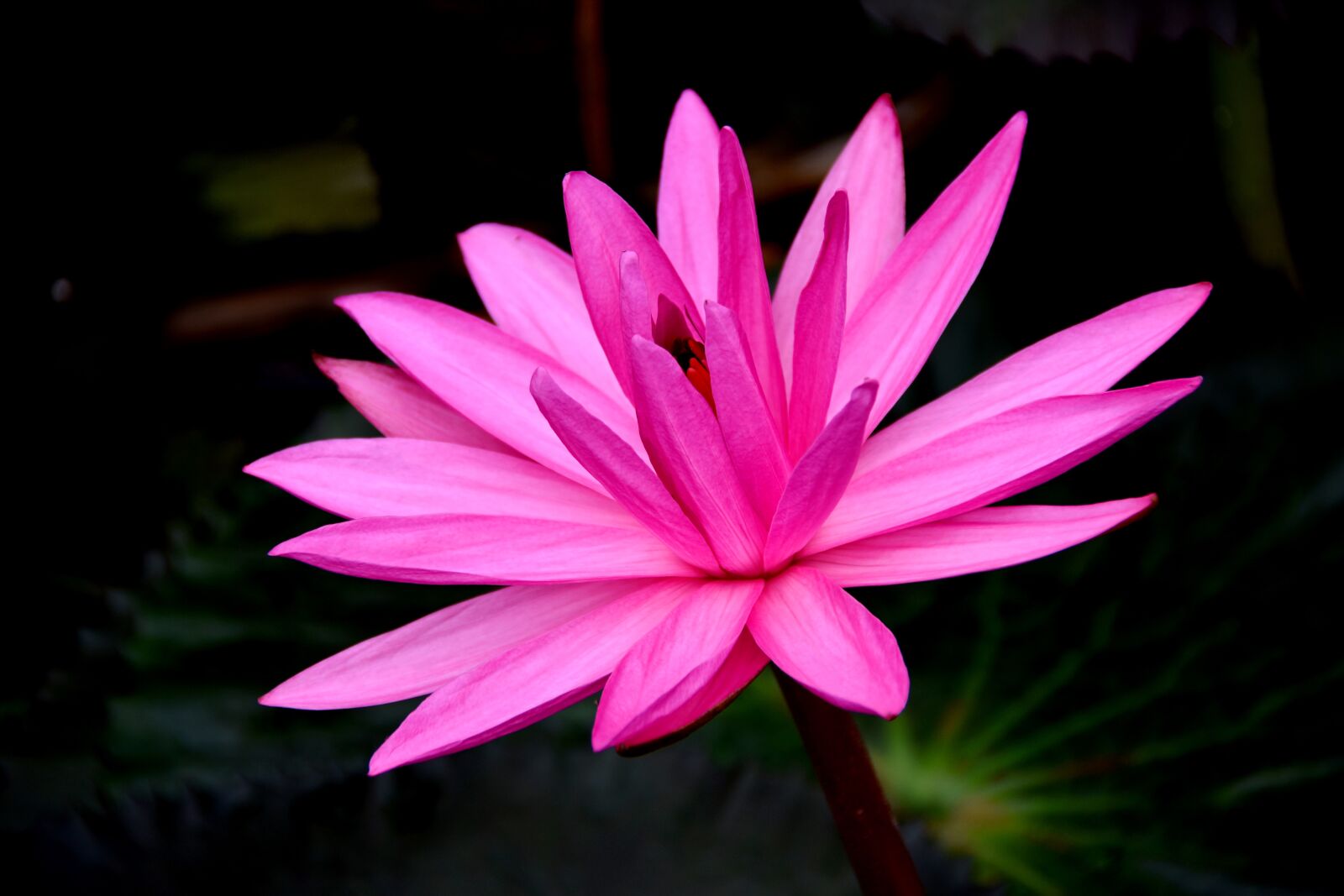 Nikon D7200 sample photo. Water lily, fragrant, pink photography