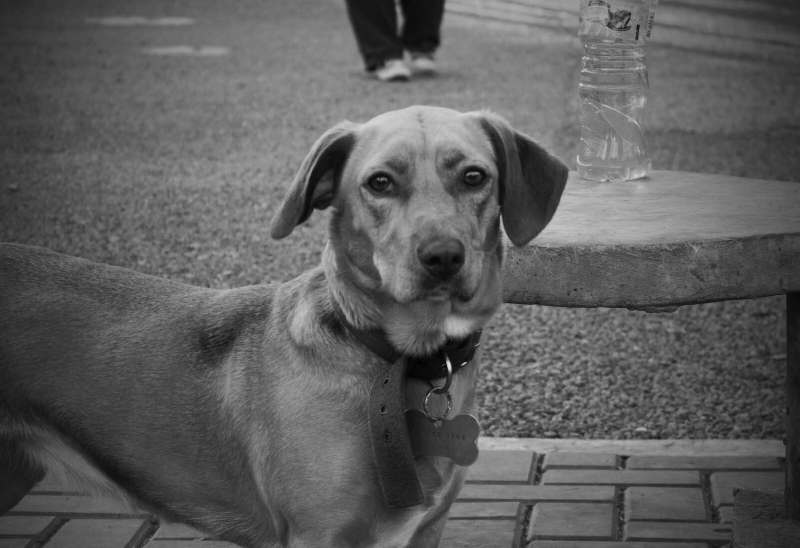 Canon EOS 600D (Rebel EOS T3i / EOS Kiss X5) sample photo. Dog, pet, animals photography