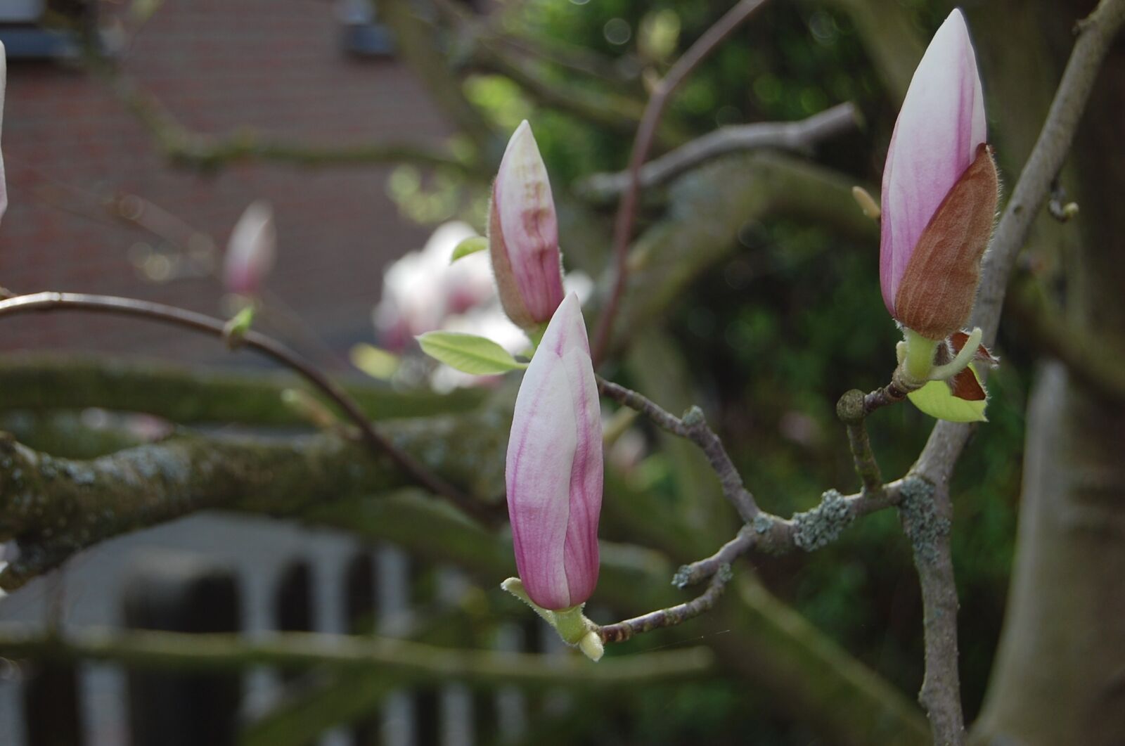 Nikon D40 sample photo. Magnollien, blossom, bloom photography