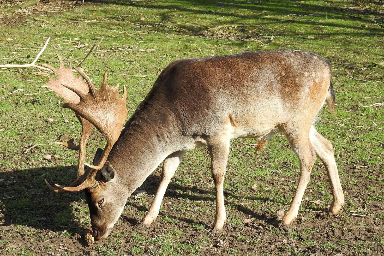 Nikon Coolpix P900 sample photo. Fallow deer, hirsch, mammal photography