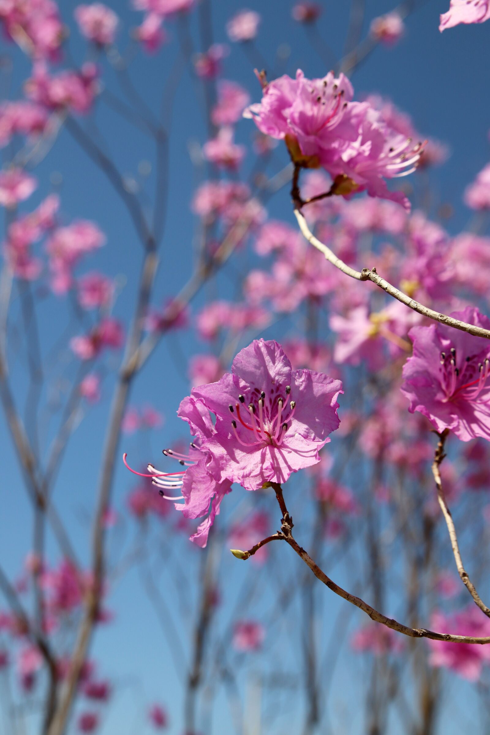 Canon EOS 800D (EOS Rebel T7i / EOS Kiss X9i) sample photo. Azalea, spring, flowers photography