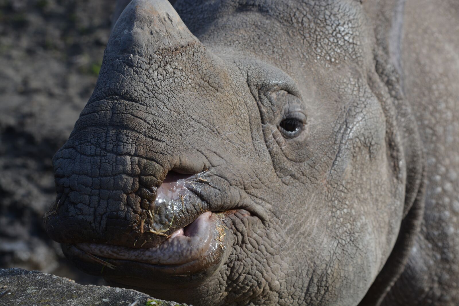 Nikon D5200 sample photo. Rhino, animal, animal world photography