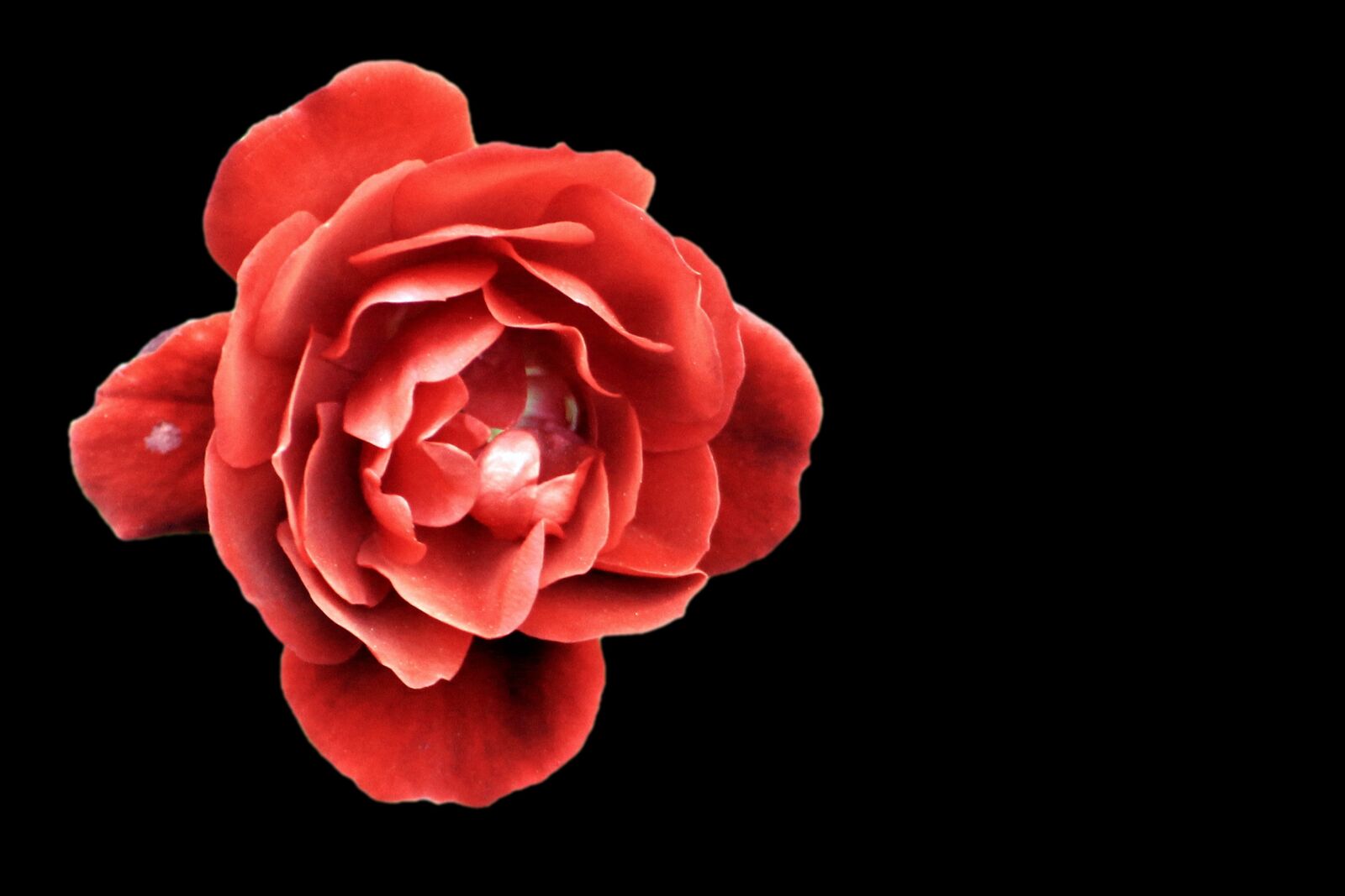 Canon EOS 1100D (EOS Rebel T3 / EOS Kiss X50) sample photo. Rose, red, red rose photography