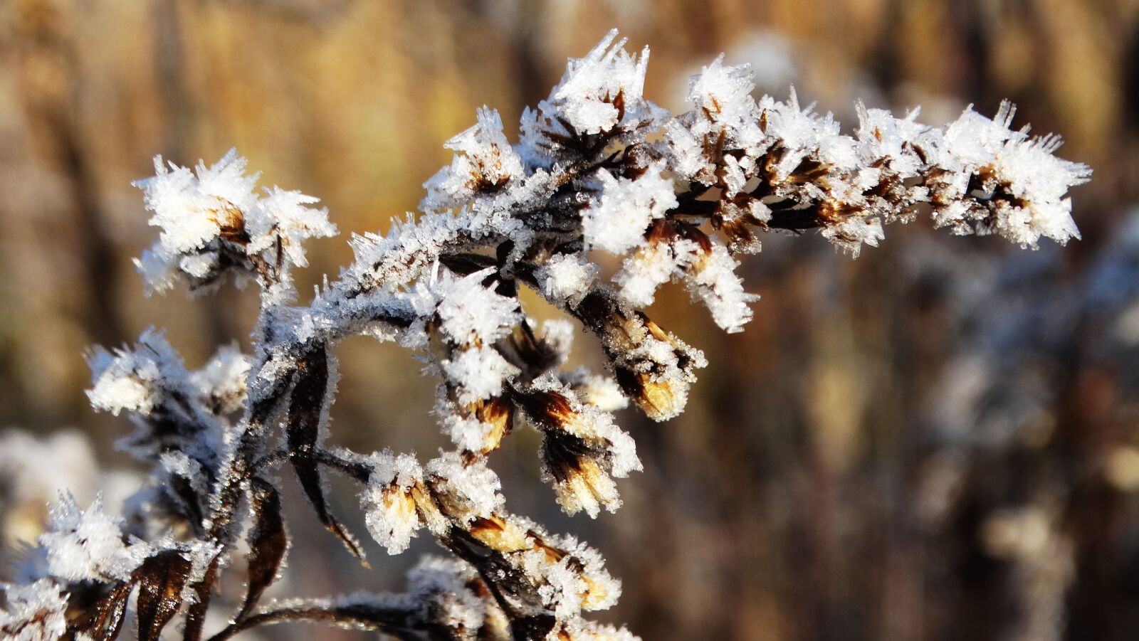 Sony Cyber-shot DSC-HX300 sample photo. Hoarfrost, golden rod, flower photography