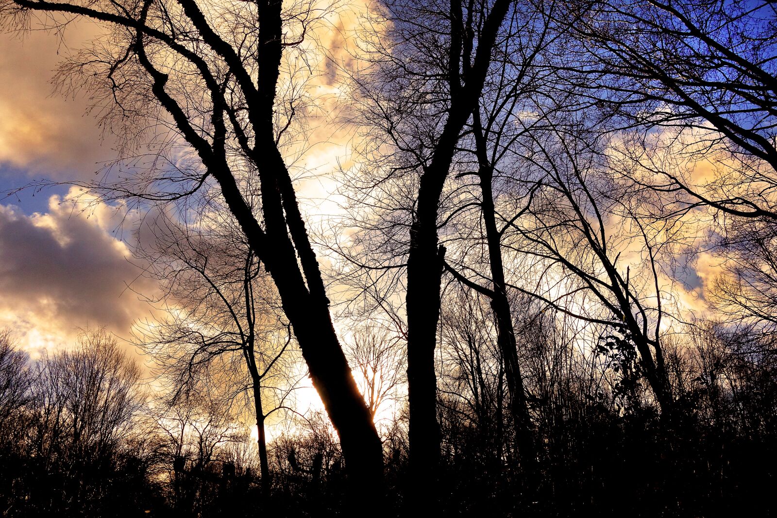 Sony Cyber-shot DSC-RX100 sample photo. Tree, bare tree, branch photography