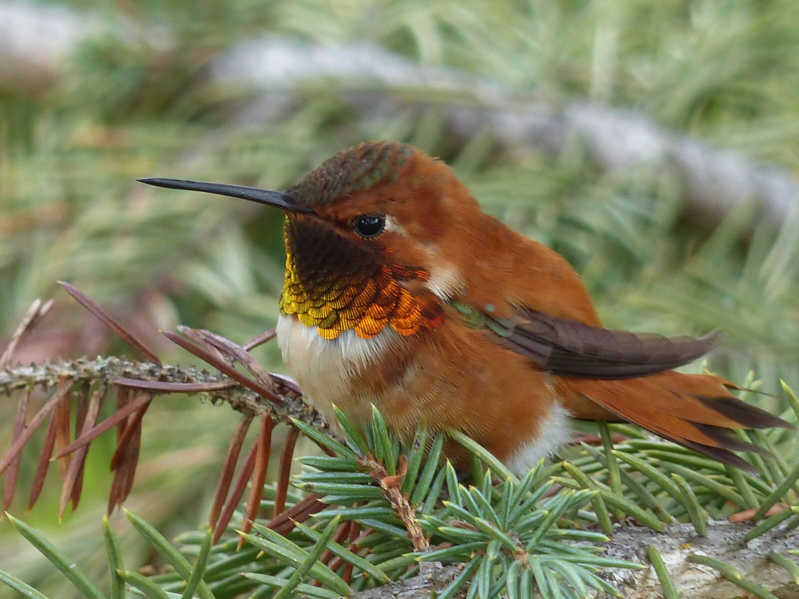 Panasonic Lumix DMC-FZ200 sample photo. Hummingbird, bird, feathered photography