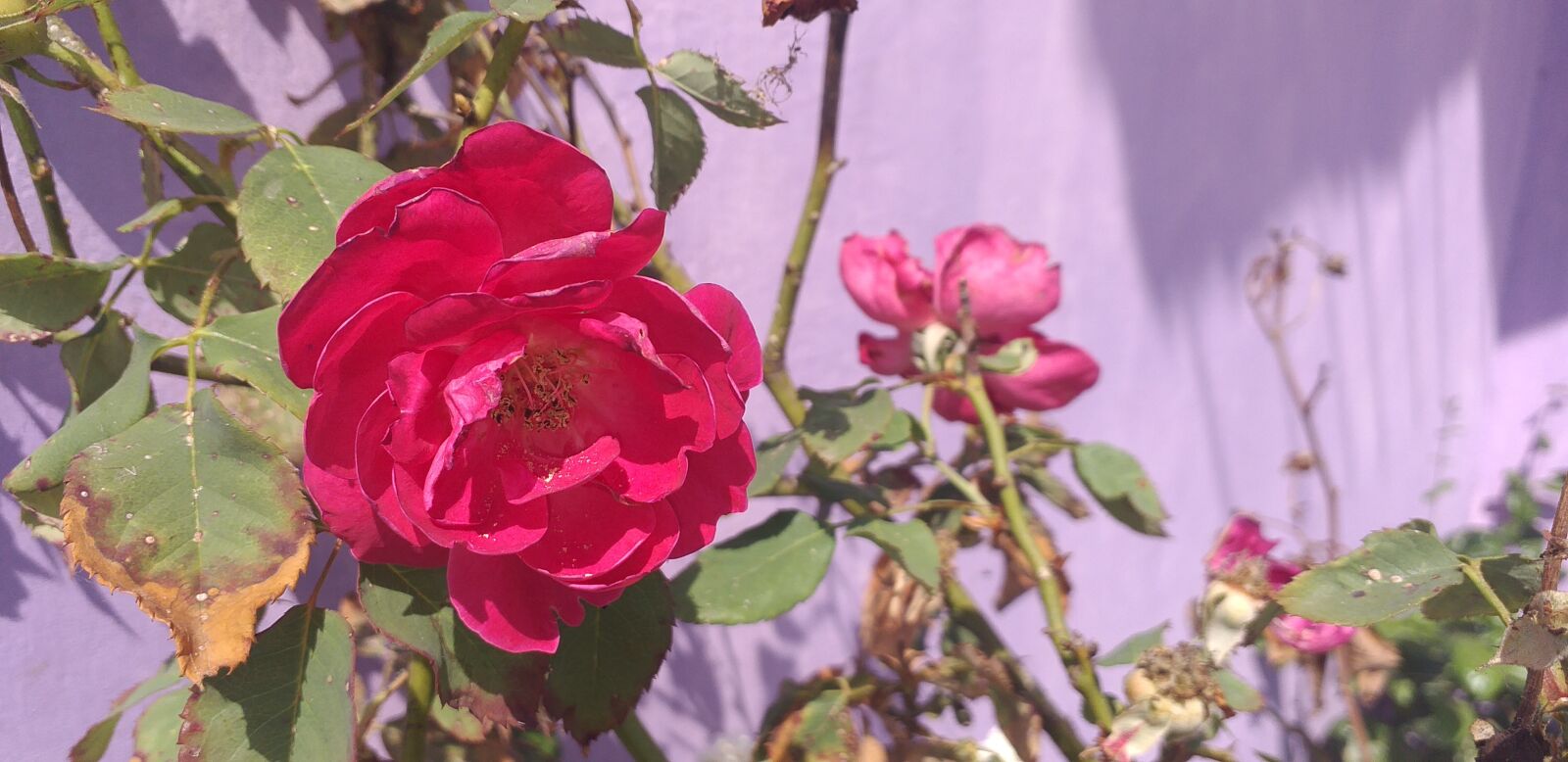 Samsung Galaxy J6+ sample photo. Rose, beautiful, plant photography