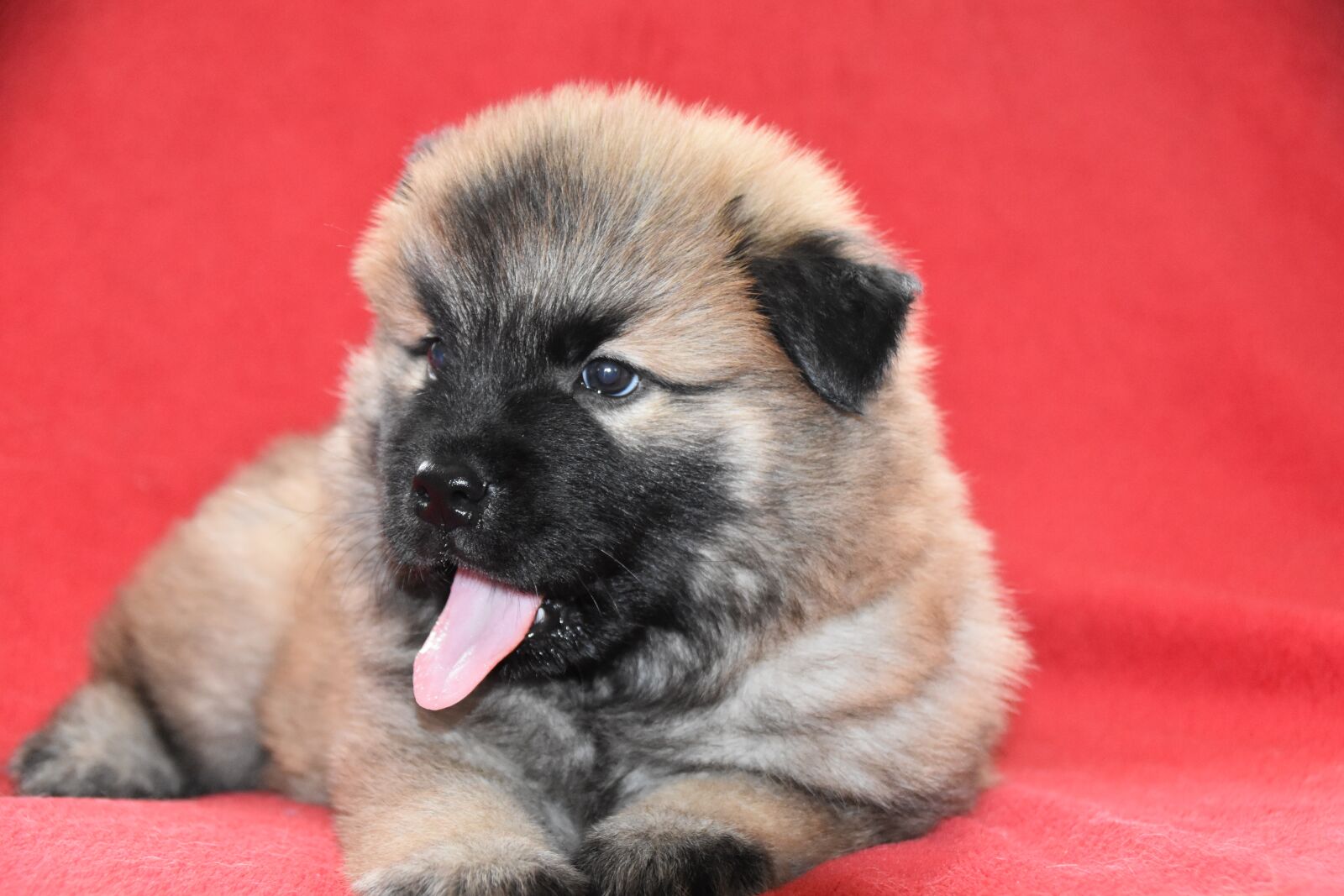 Nikon D5600 sample photo. Dog, puppy, young dog photography