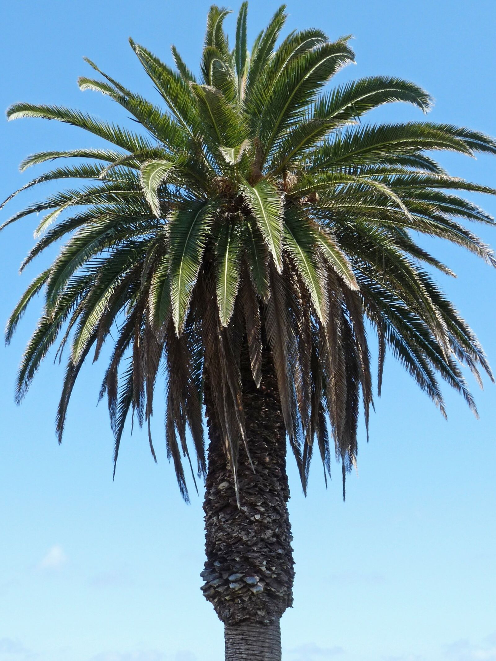 Panasonic Lumix DMC-FZ28 sample photo. Palm, sky, partly cloudy photography
