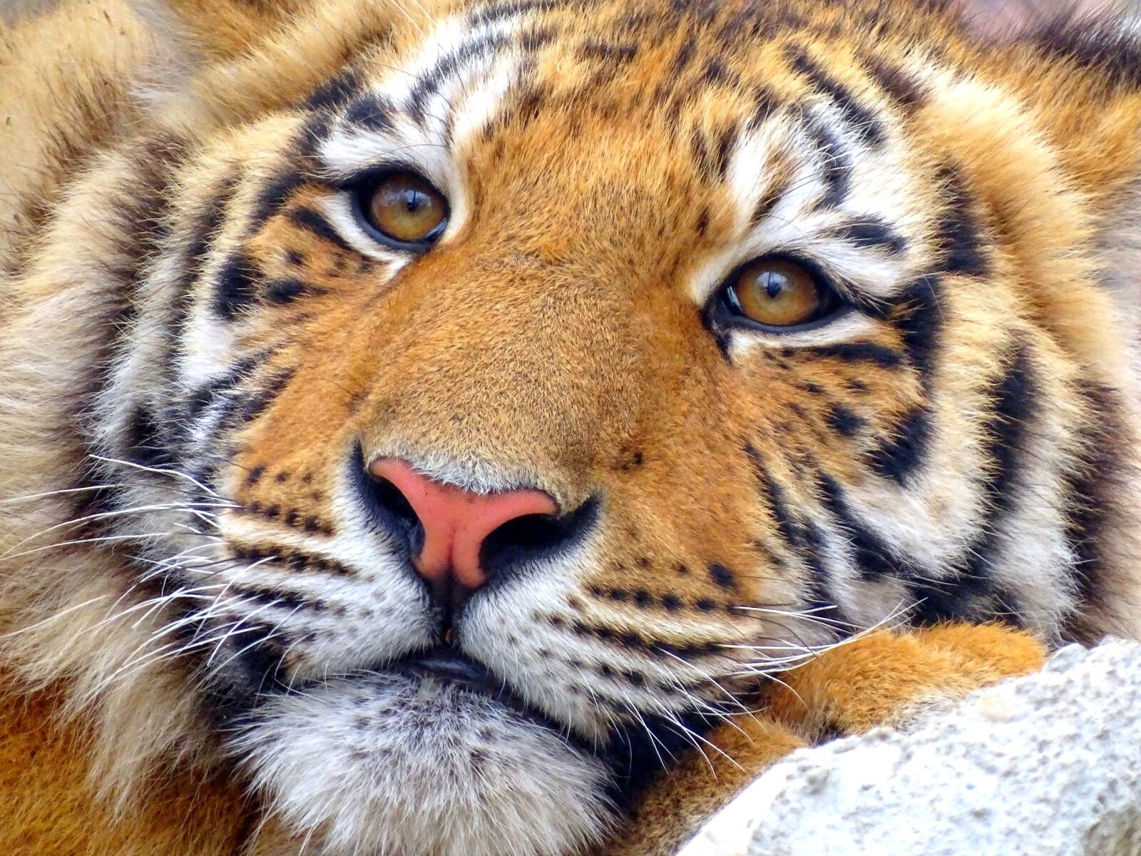 Sony Cyber-shot DSC-HX400V sample photo. Tiger, animal, zoo photography