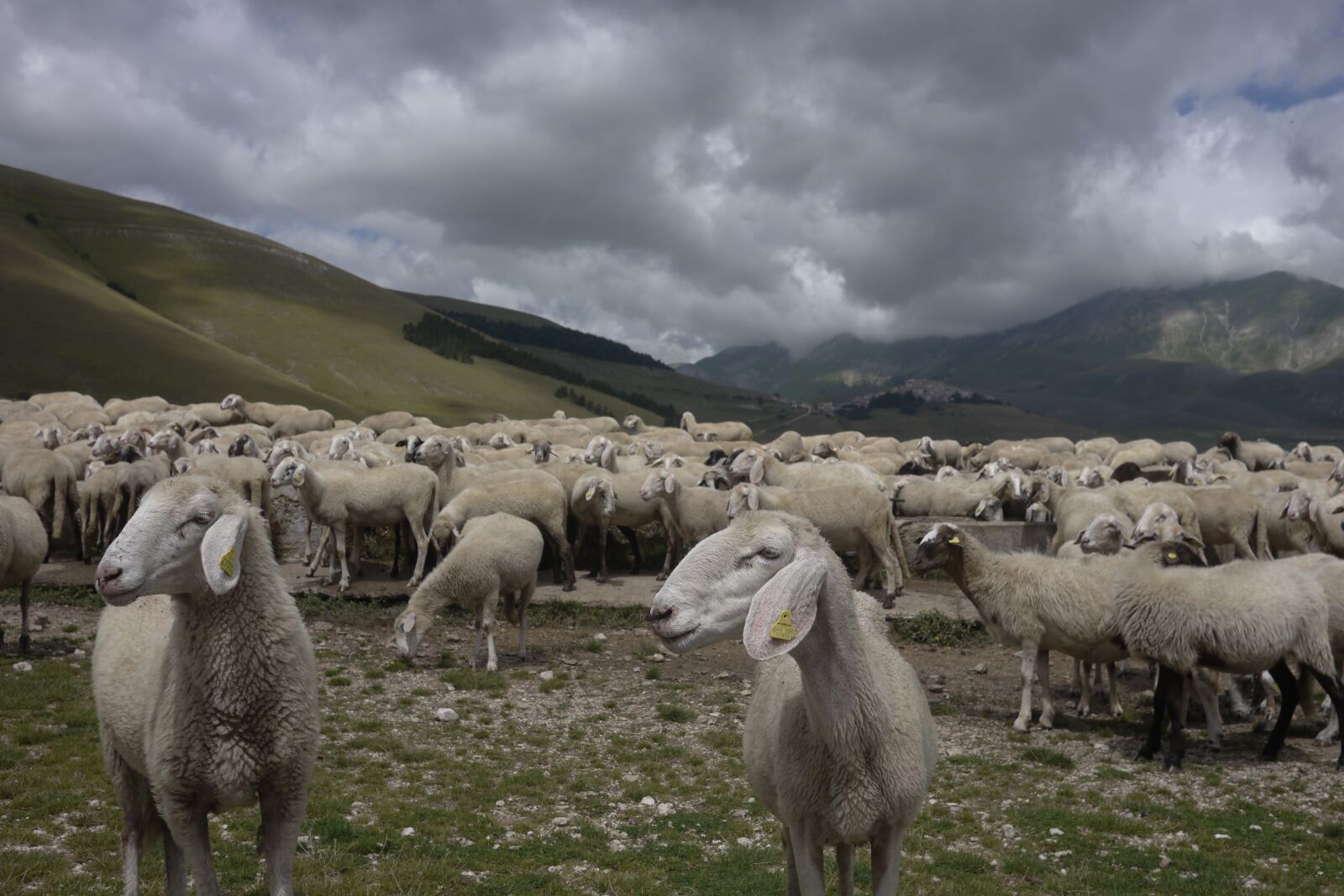 Panasonic Lumix DMC-GH2 sample photo. Sheep, pasture, sibillini photography