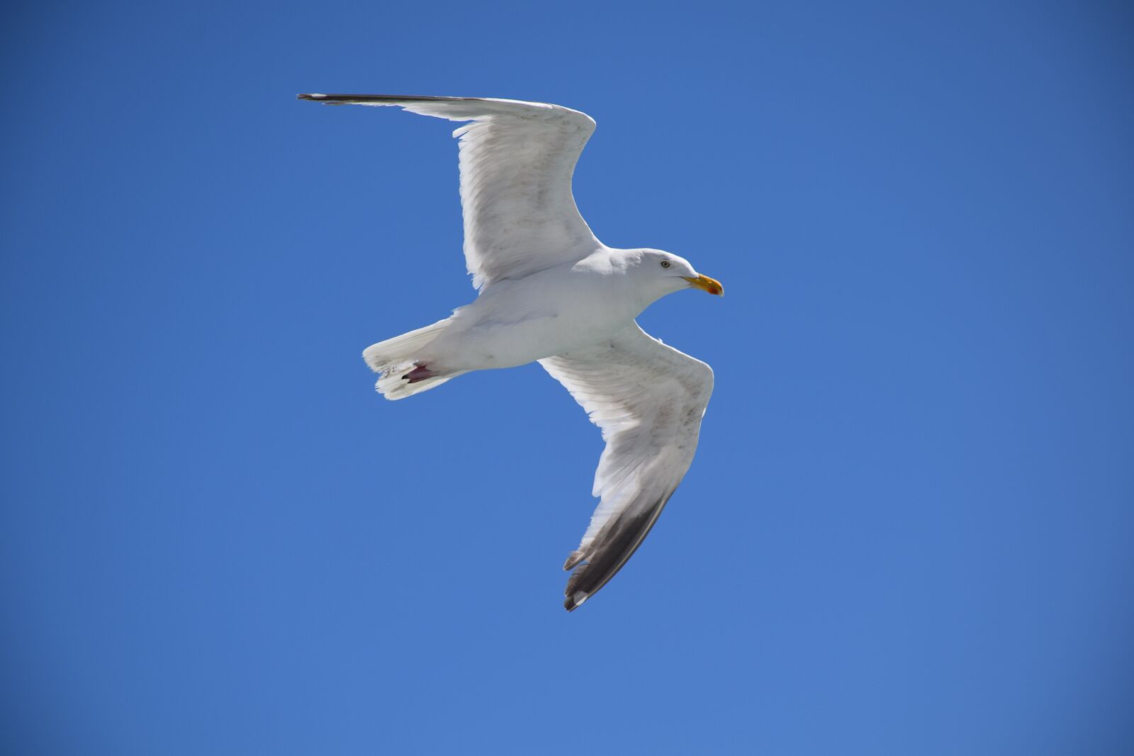 Nikon D3300 sample photo. Seagull, möwe, bird photography