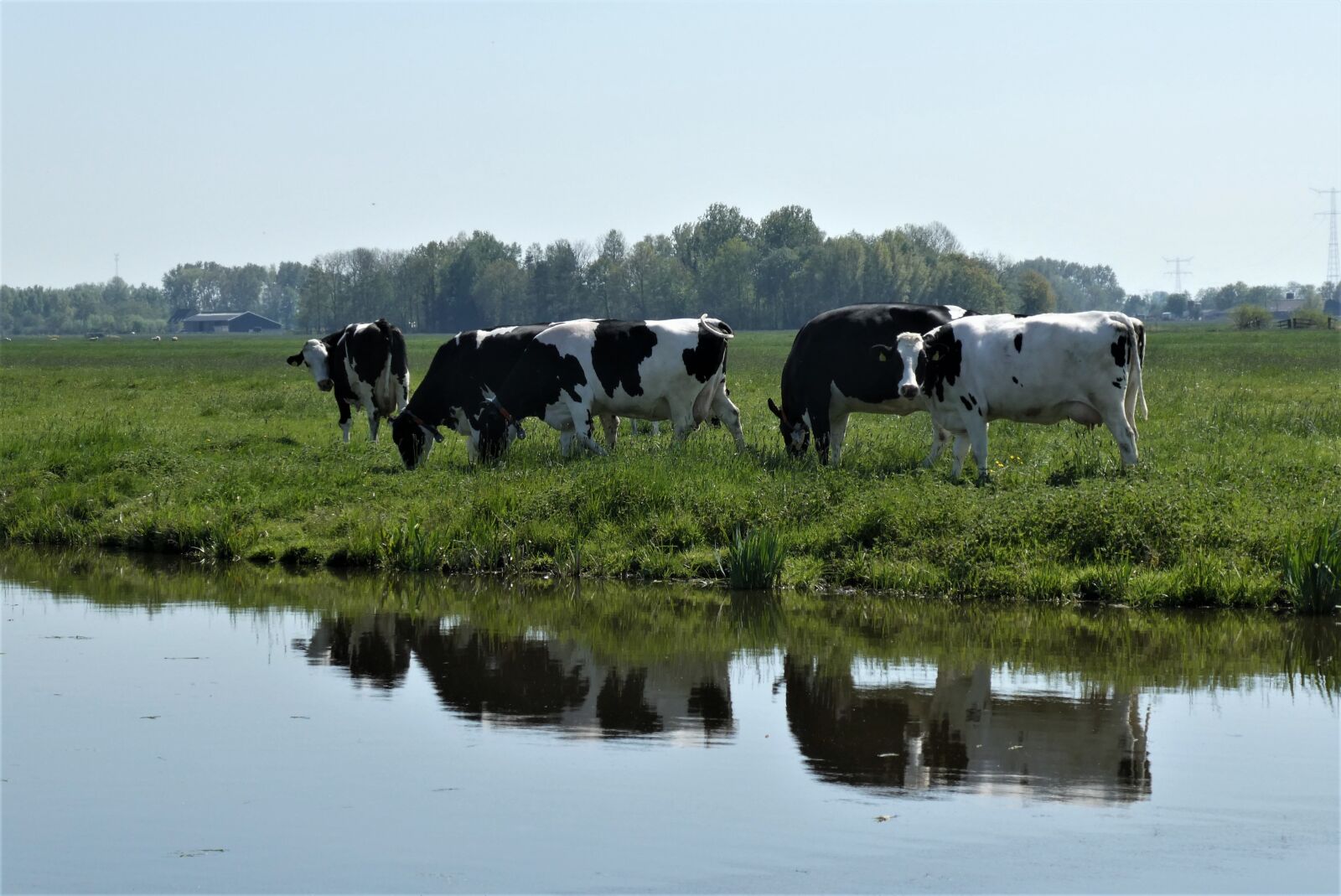 Panasonic Lumix DC-ZS70 (Lumix DC-TZ90) sample photo. Cows, pasture, browser photography