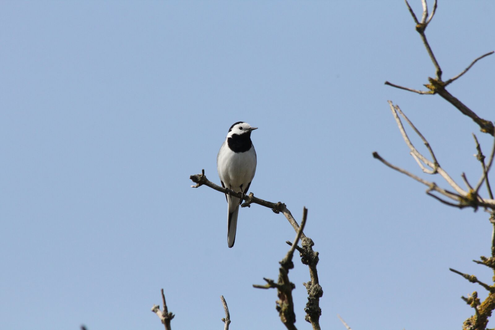 Canon EF 70-300mm F4-5.6 IS USM sample photo. White wagtail, birds, nature photography