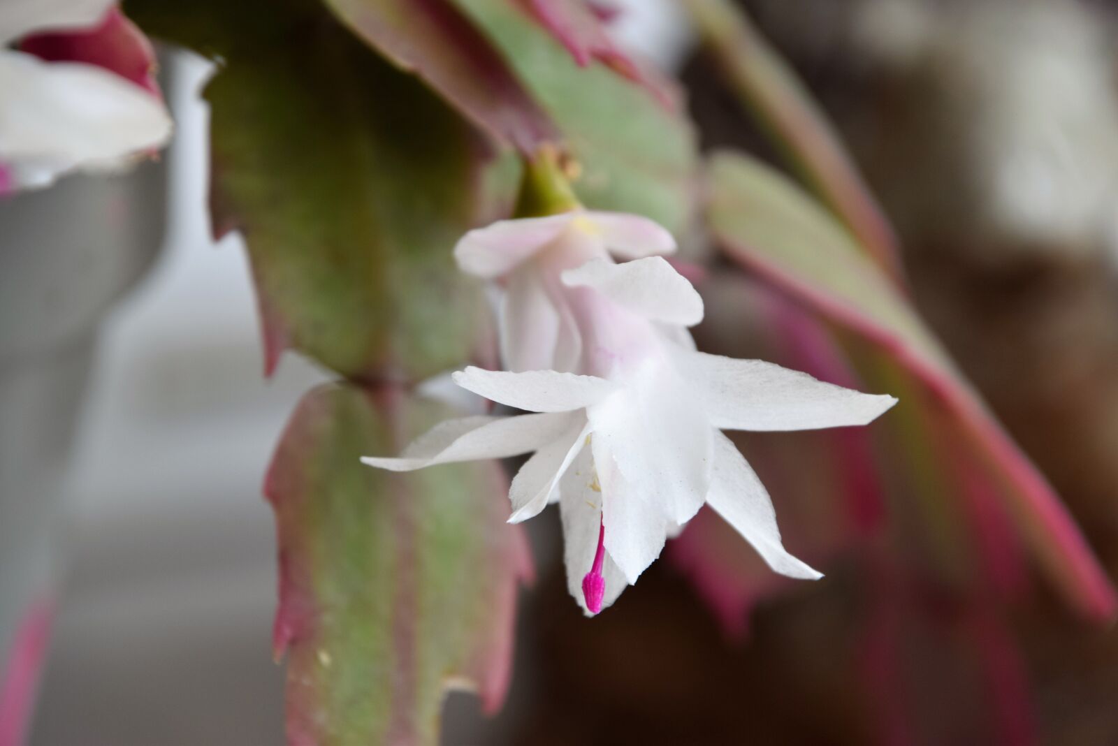 Nikon D3300 sample photo. Christmas cactus, christmas, succulent photography