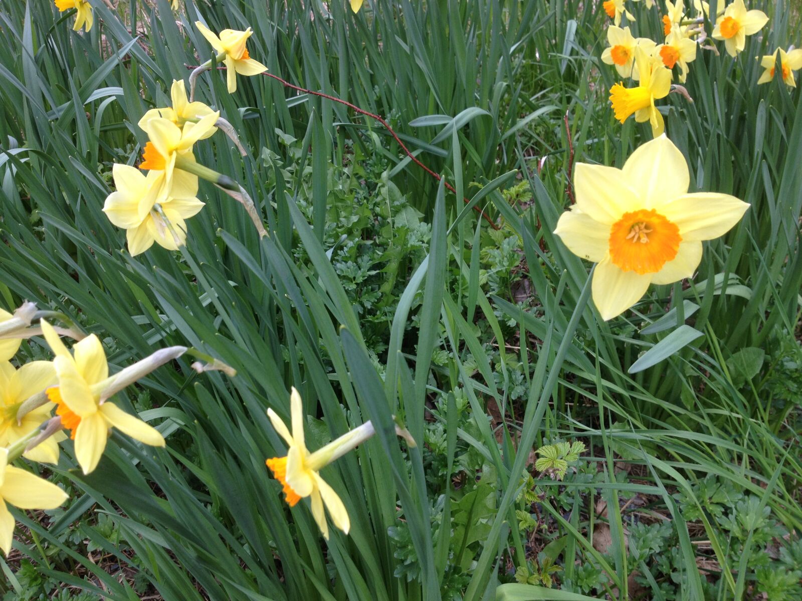 iPhone 4S back camera 4.28mm f/2.4 sample photo. Flowers, spring, grass, nature photography