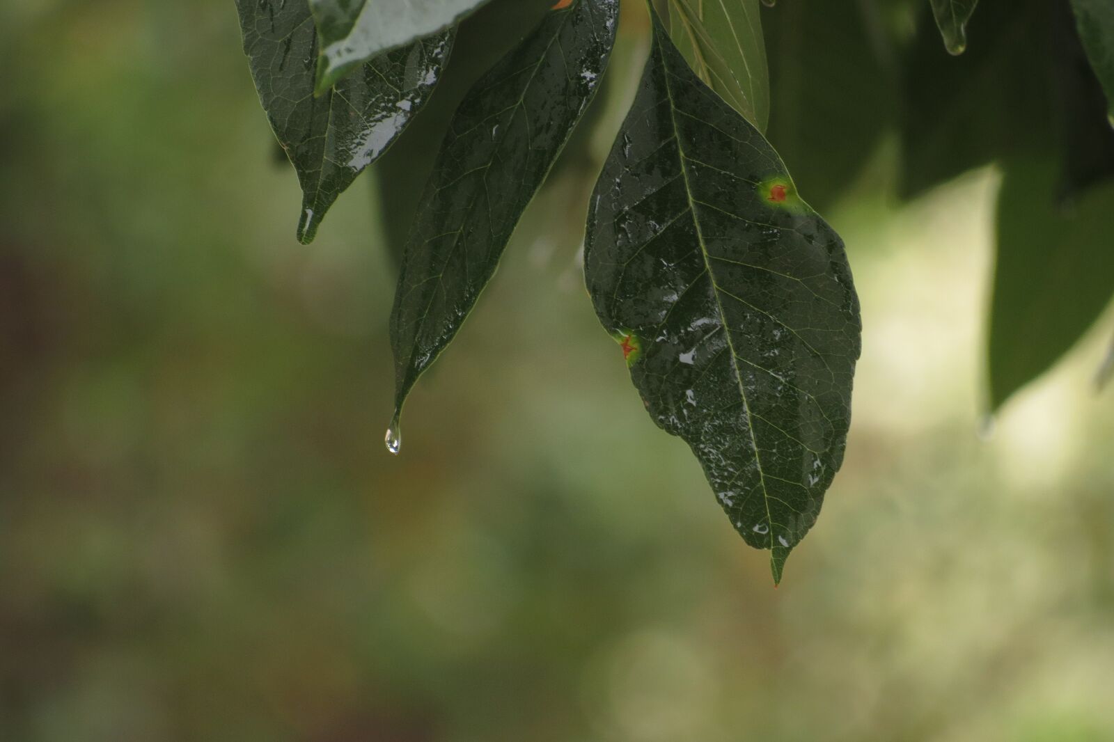 Canon PowerShot SX40 HS sample photo. Drops, rain, leaves photography