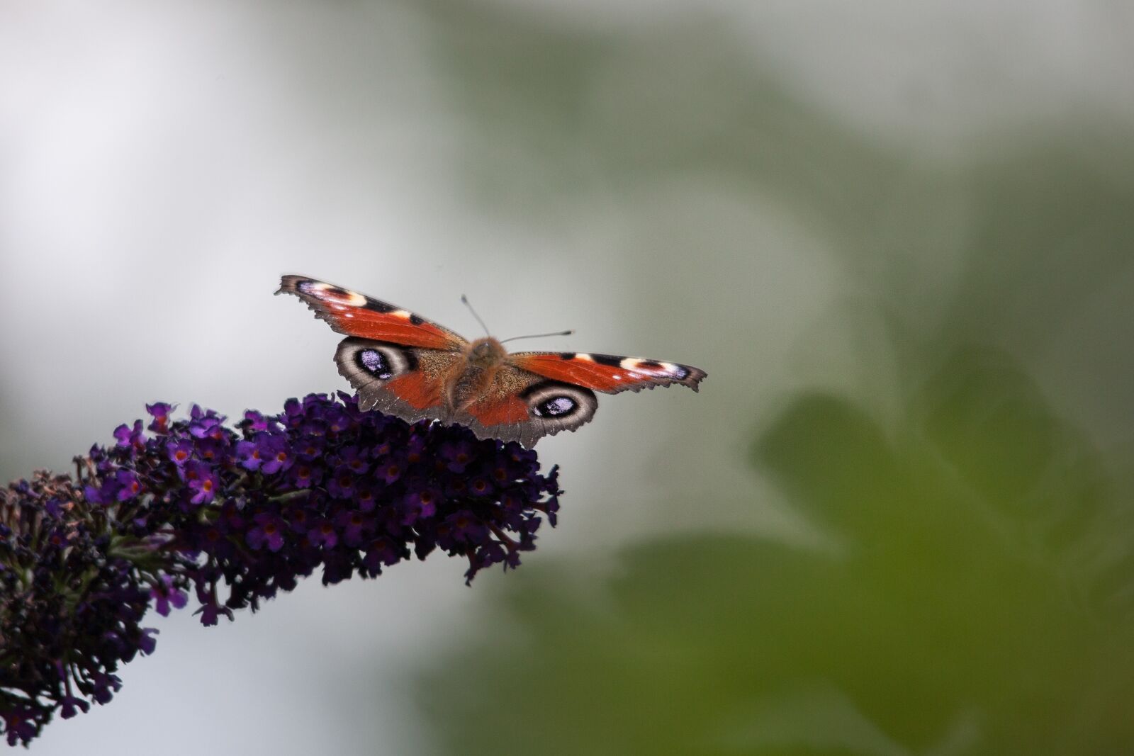Canon EOS 5D Mark II sample photo. Pollination, butterfly, flower photography