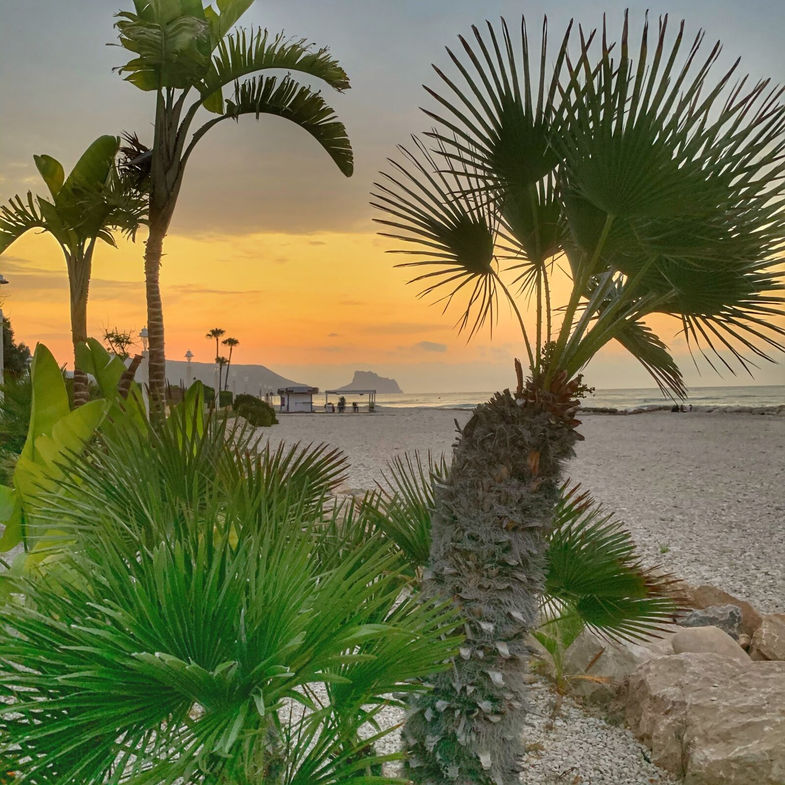 Apple iPhone XR sample photo. Sunrise, palm, beach photography