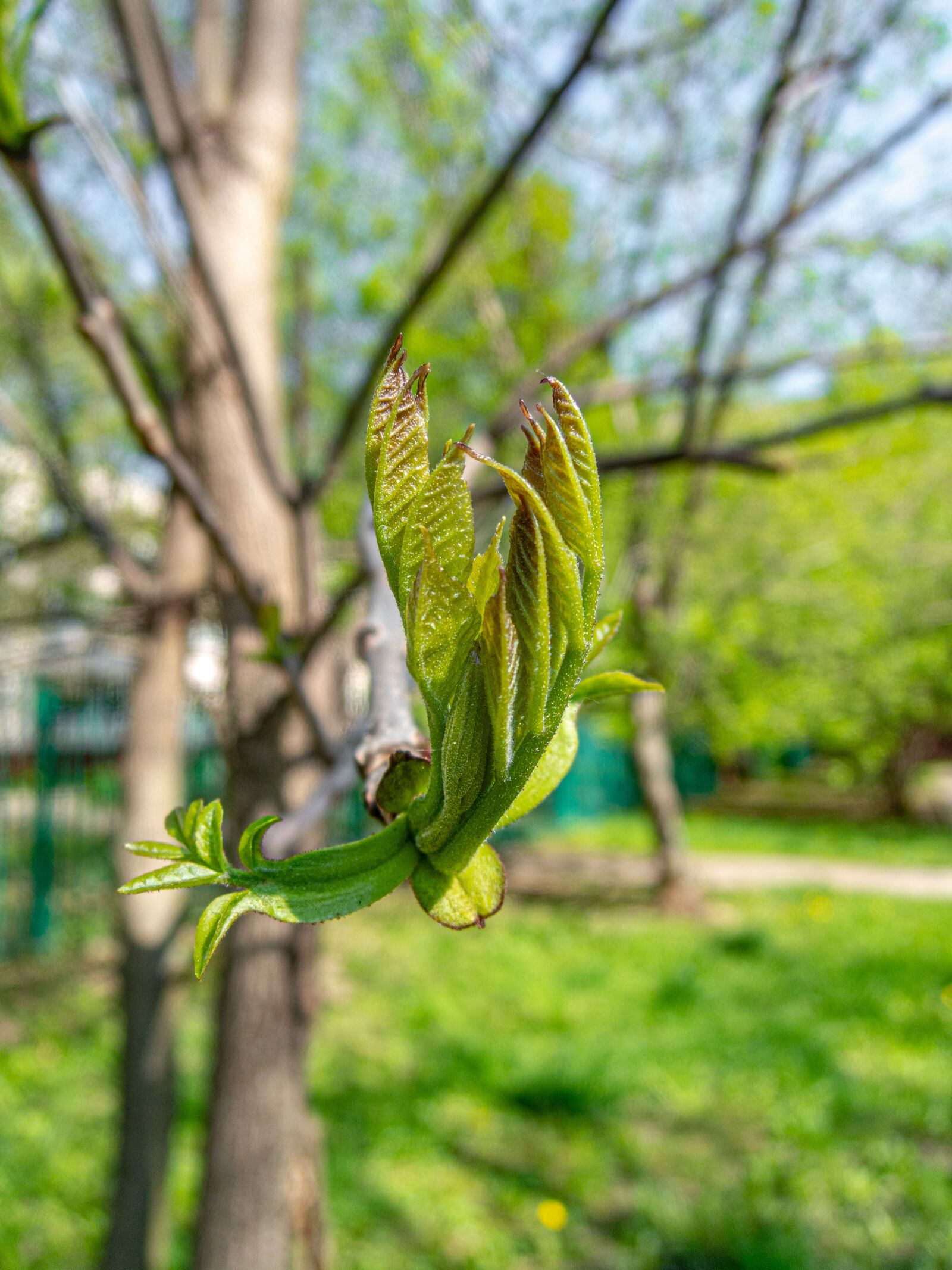 Nikon Coolpix P340 sample photo. Leaves, green, spring photography