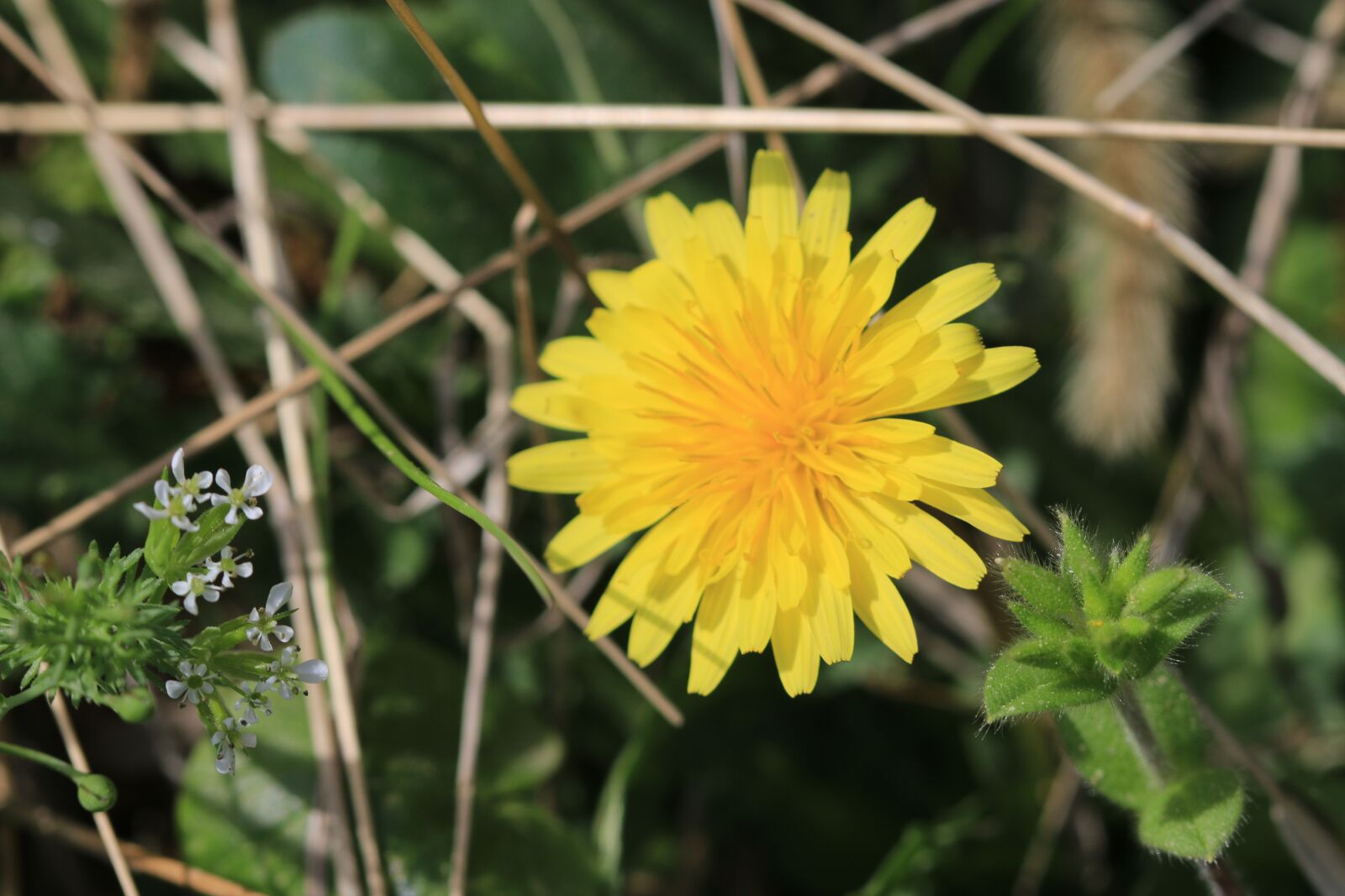 Canon EOS 70D + Canon EF 100mm F2.8 Macro USM sample photo. Green, yellow, flower photography